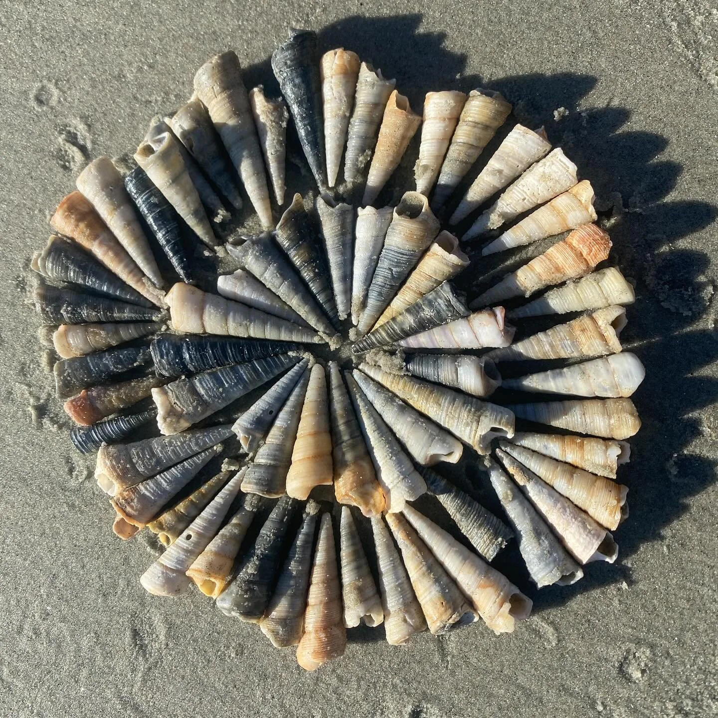 &lsquo;Believe me&rsquo;, Arranged shells.
Part of my #natureworks #print series. #boxset #print #compositions #shells #sand #composition