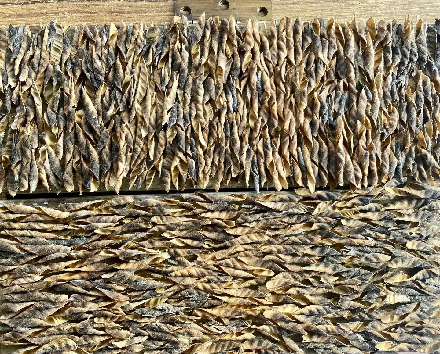&lsquo;A Twisted Tale&rsquo; pods on recycled wood, 2025.  #newartworks #multidisciplinary artist #natureworks #curator_artgallery
