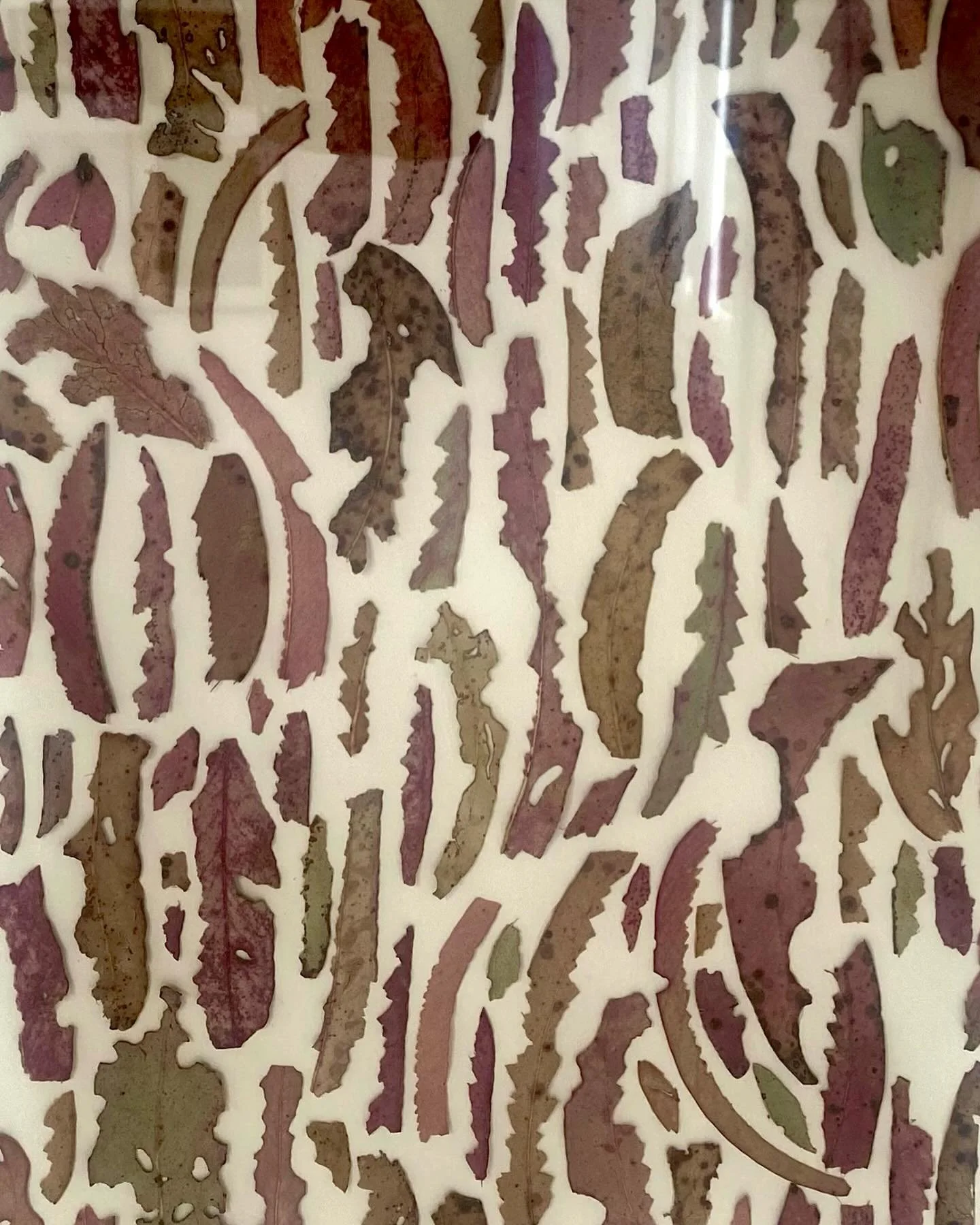 &lsquo;Jigsaw&rsquo; gum leaves on paper 

#gumleaves #eucalyptus #nature #natureworks #multidisciplinaryartist #composition #natureworks