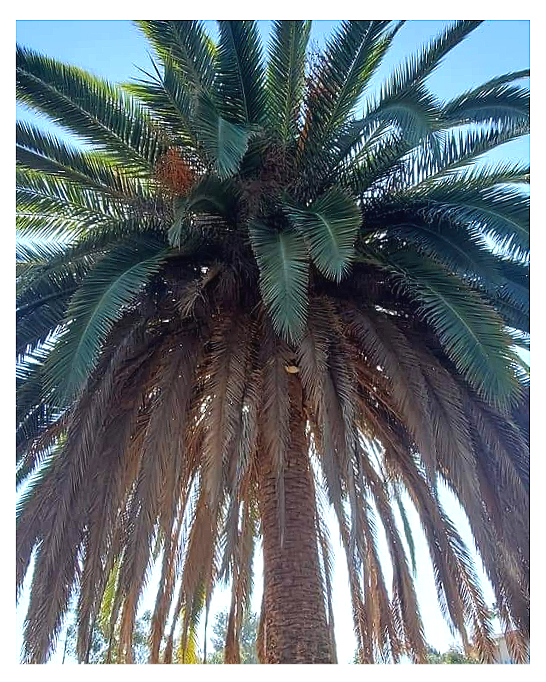 Phoenix canariensis – Canary Island Date Palm Pre-Service Condition
