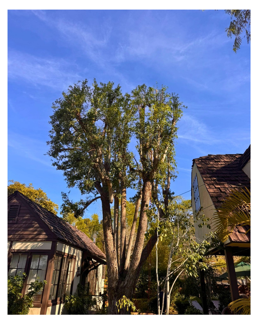 Virginia Live Oak (Quercus virginiana) — Post-Service Condition
