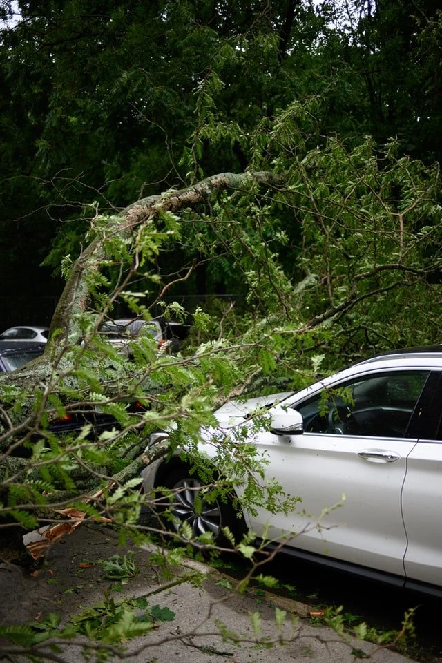 Tree branch emergency removal service - San Diego tree damage response