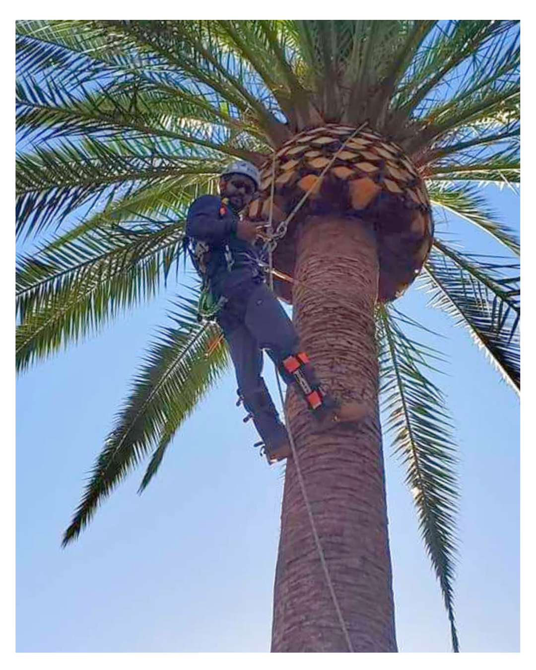 Phoenix canariensis – Canary Island Date Palm Post-Service Condition