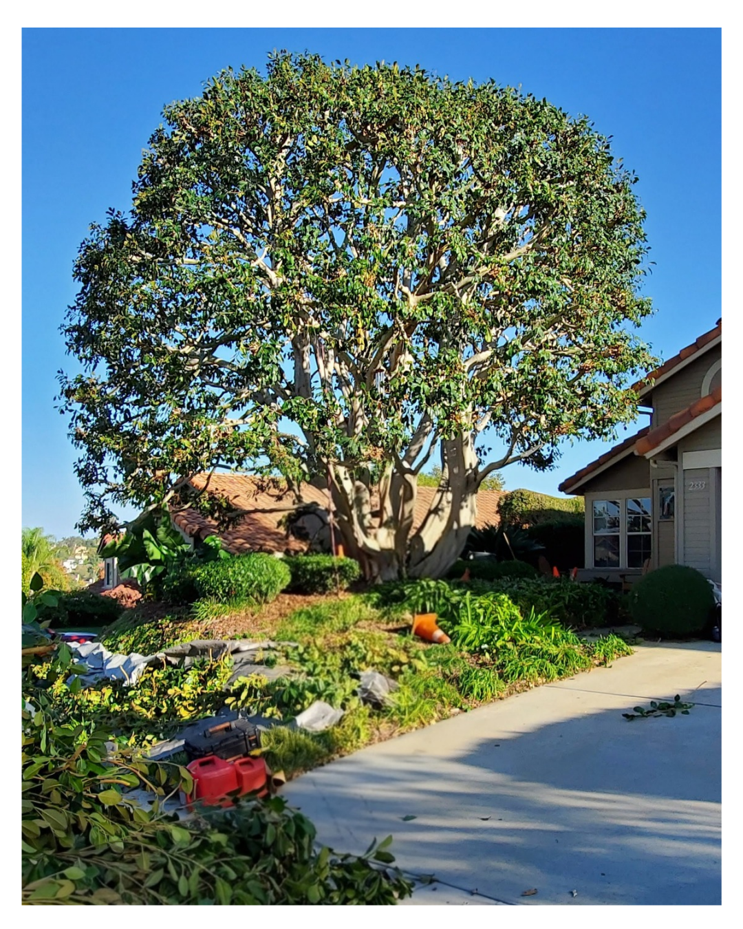 Ficus Tree – Ficus microcarpa — Post-Service Condition
