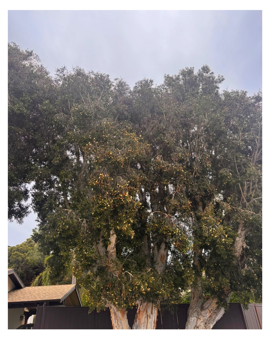 Melaleuca (Paperbark Tree) — Pre-Service Condition