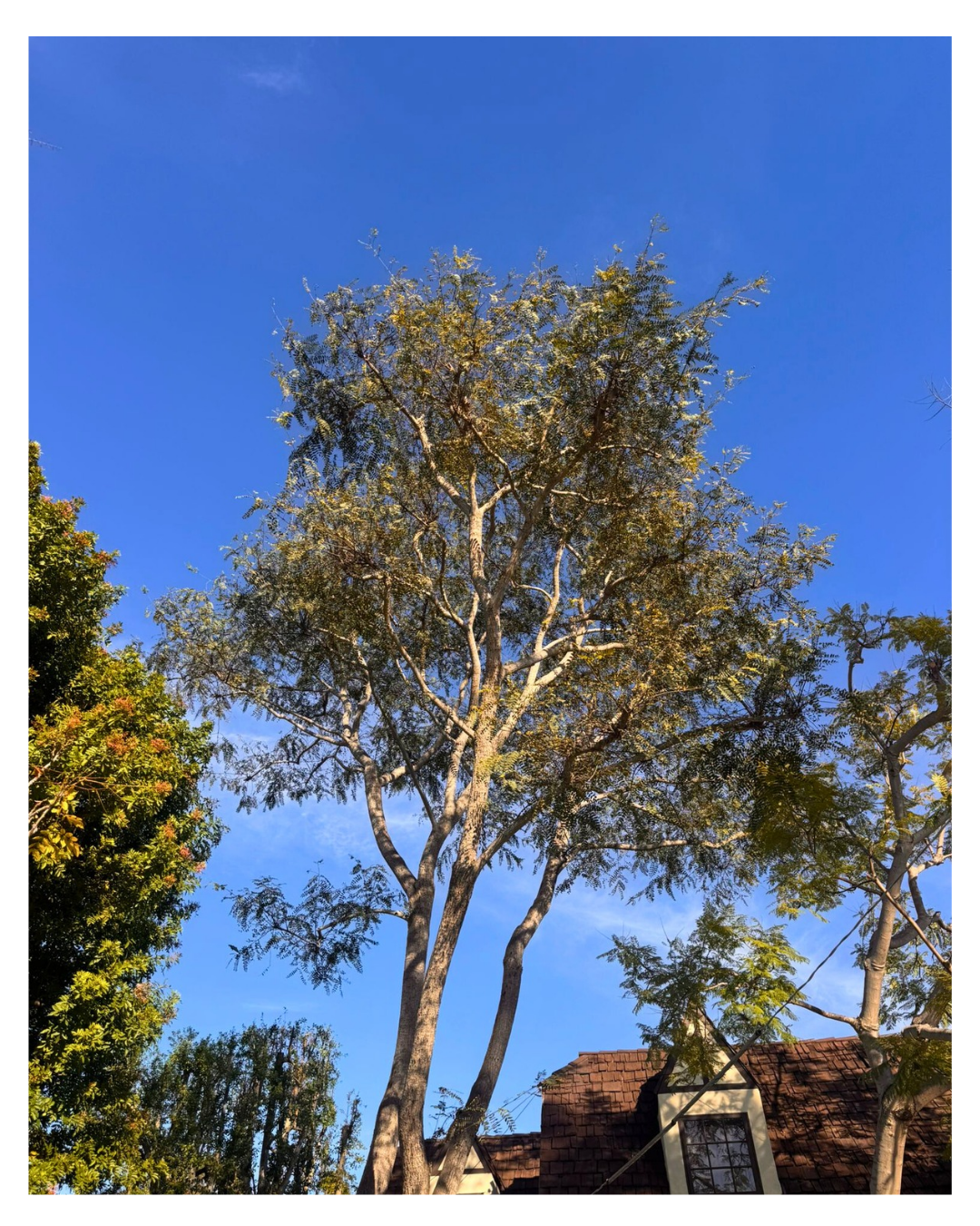 Tipu Tree (Tipuana tipu) — Pre-Service Condition