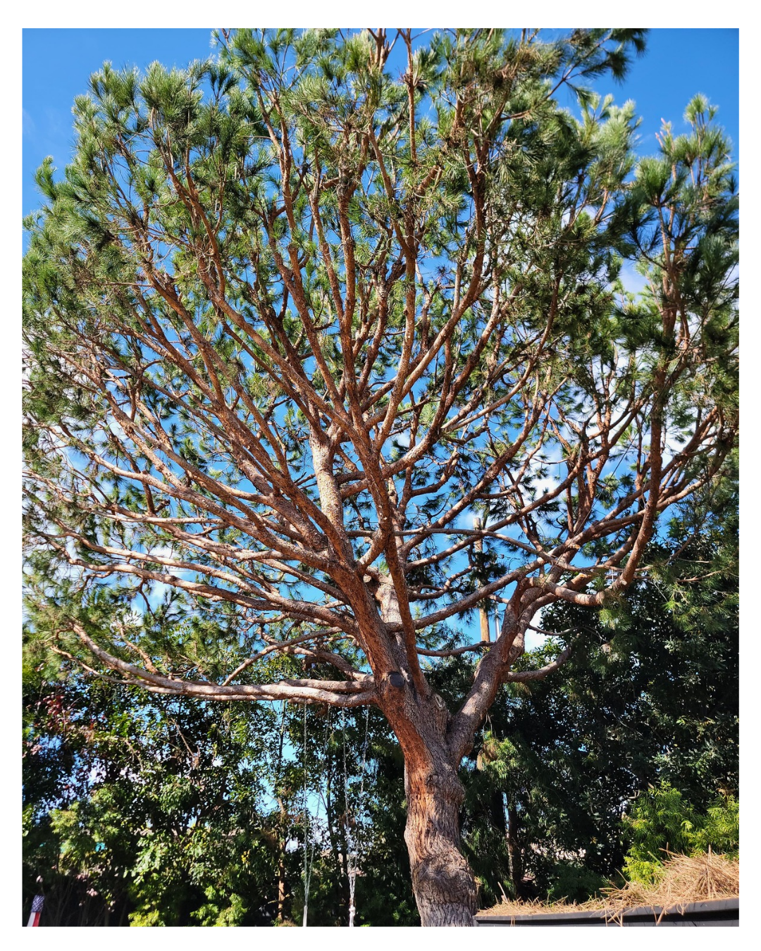 Monterey Pine – Pinus radiata — Post-Service Condition