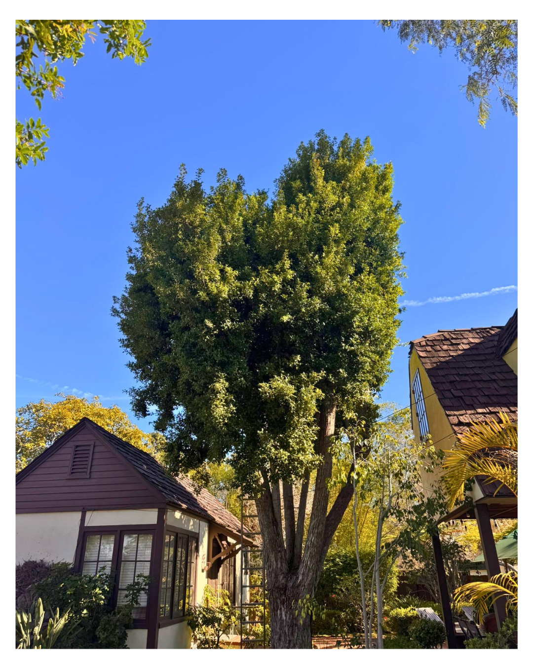 Virginia Live Oak (Quercus virginiana) — Pre-Service Condition