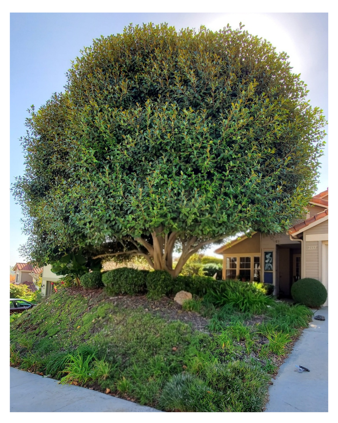 Ficus Tree – Ficus microcarpa — Pre-Service Condition
