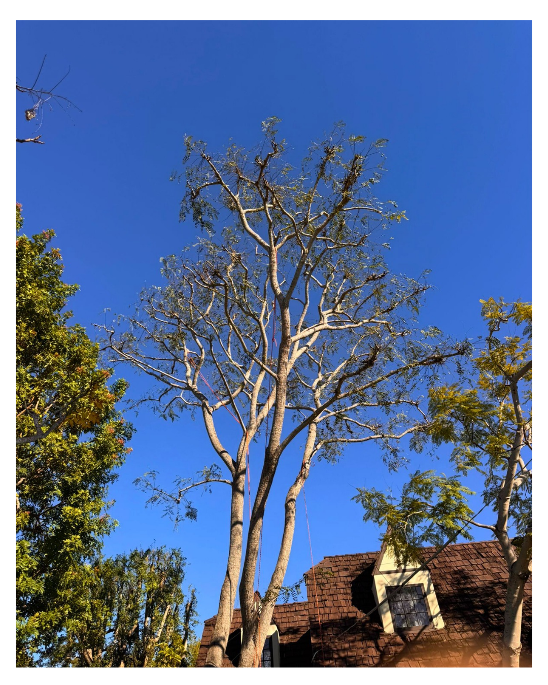 Tipu Tree (Tipuana tipu) — Post-Service Condition