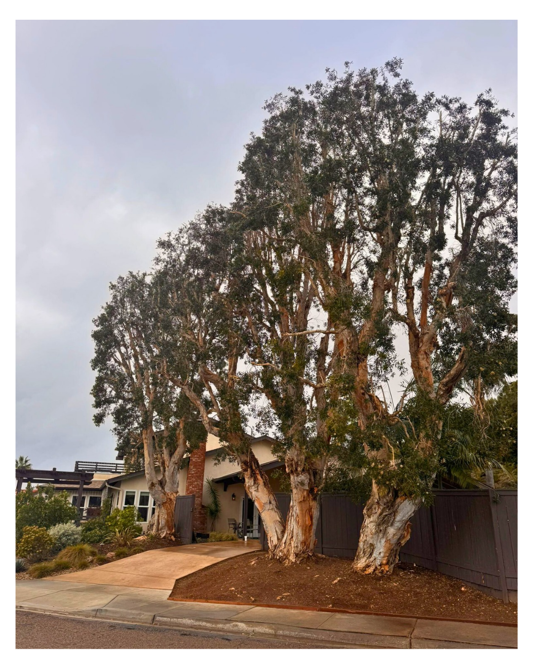 Melaleuca (Paperbark Tree) — Post-Service Condition
