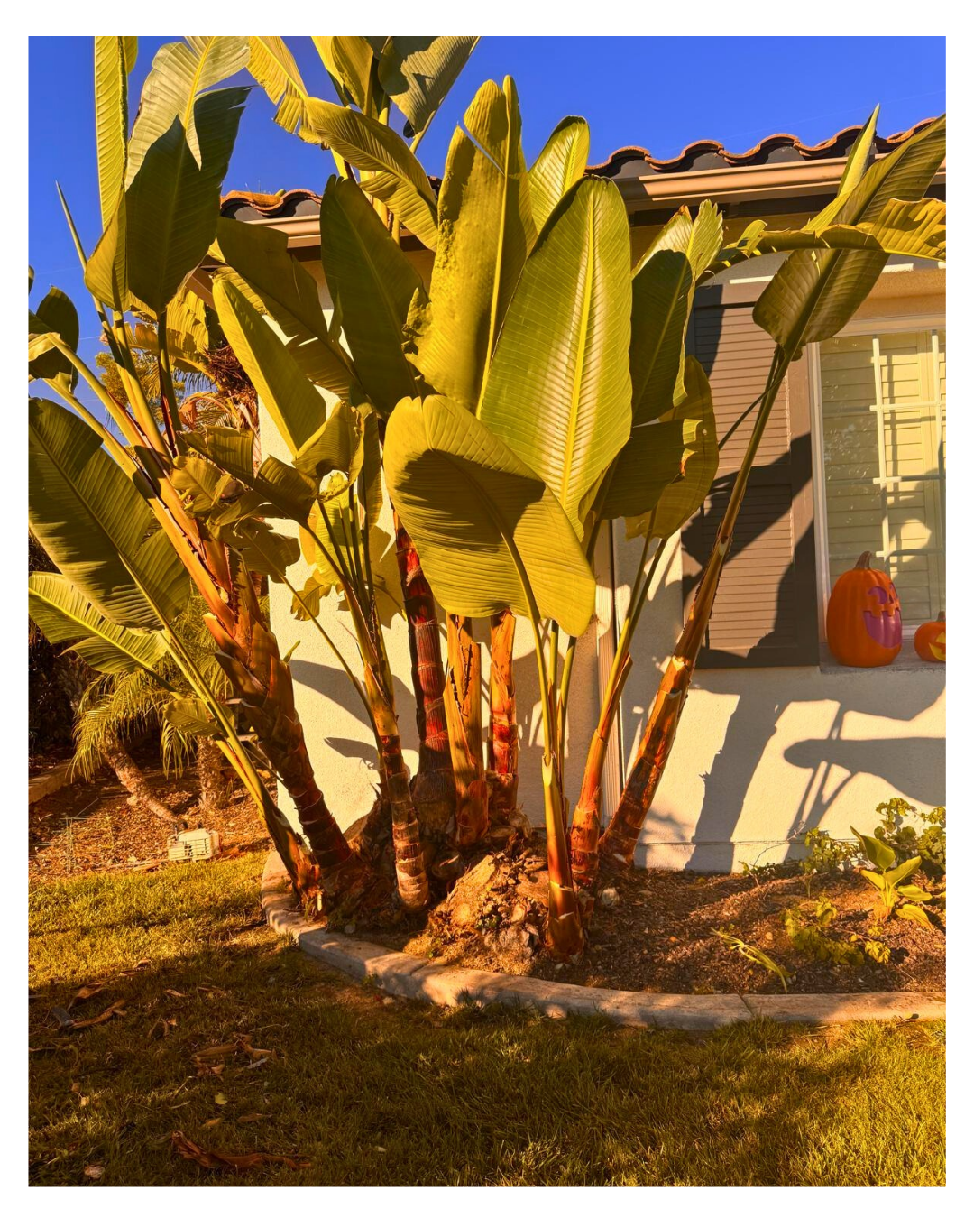 Giant Bird of Paradise Strelitzia nicolai — Post-Service Condition