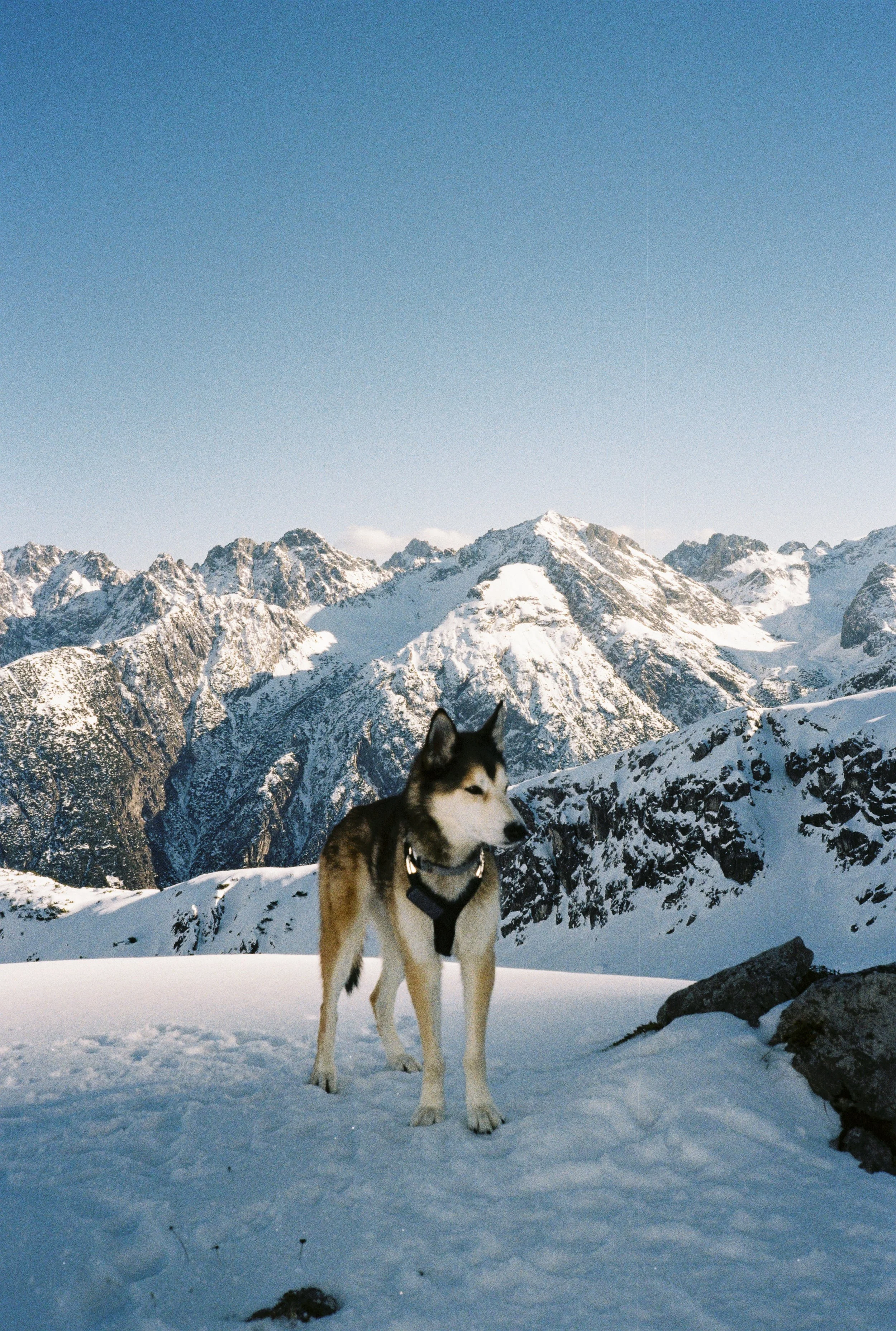 A Siberian Husky dog standing on snow-covered ground with snow-capped mountains in the background and a clear blue sky above.