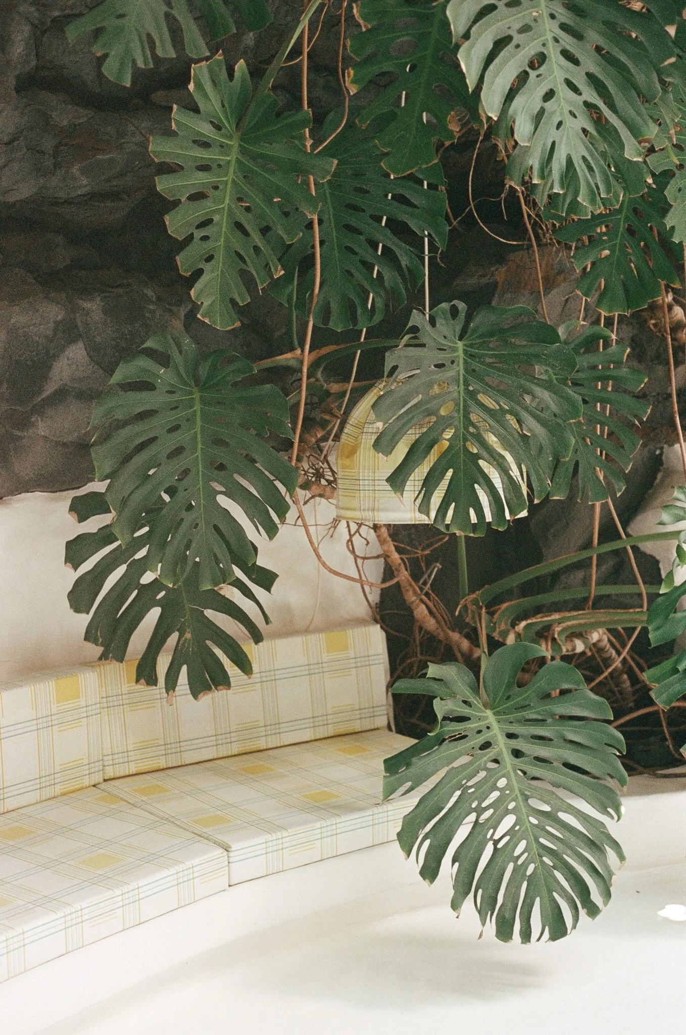 Indoor scene with lush green monstera leaves hanging over a vintage yellow plaid patterned bench against a dark stone wall.