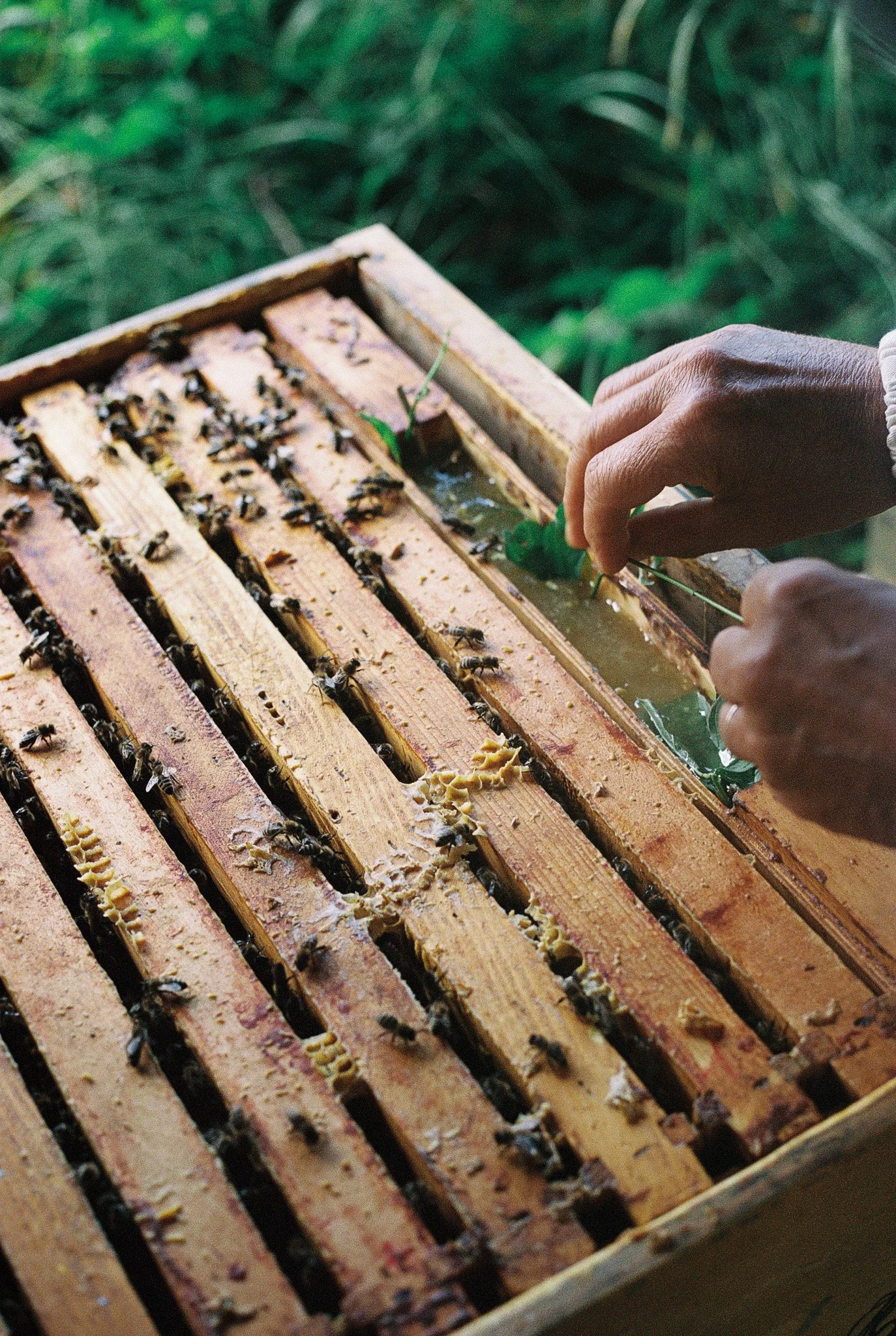 A person tending a bee hive with bees on the wooden frames, holding a leaf over an opening in the hive.
