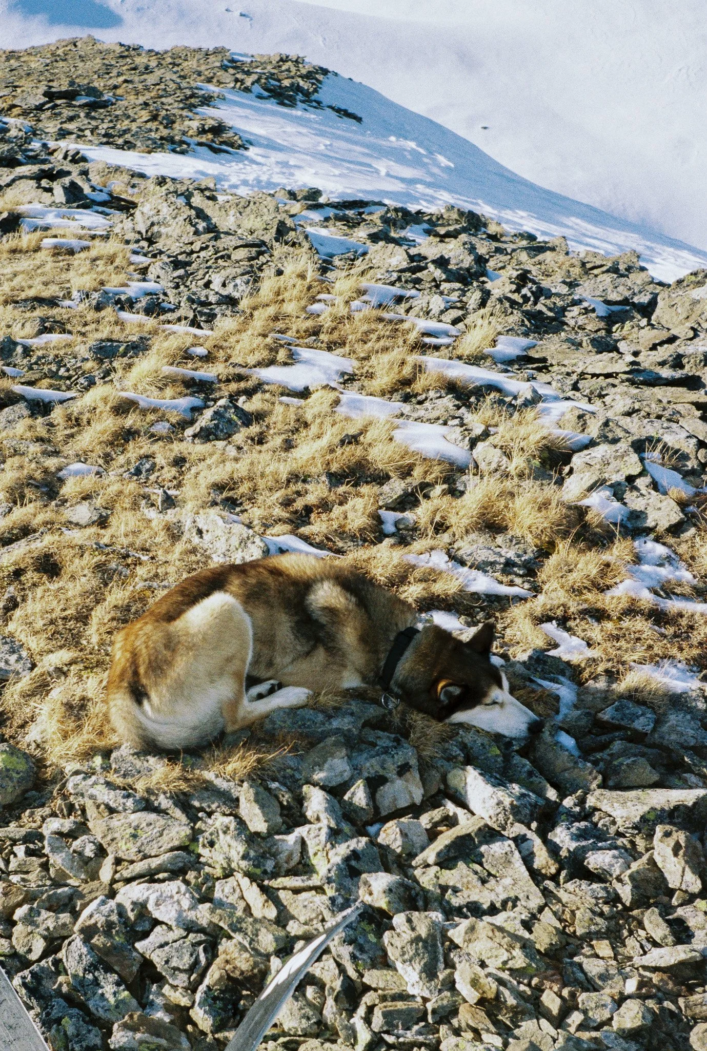 A husky dog lying on rocky ground with patches of snow and yellow grass, in a mountain landscape with snow-covered slopes in the background.
