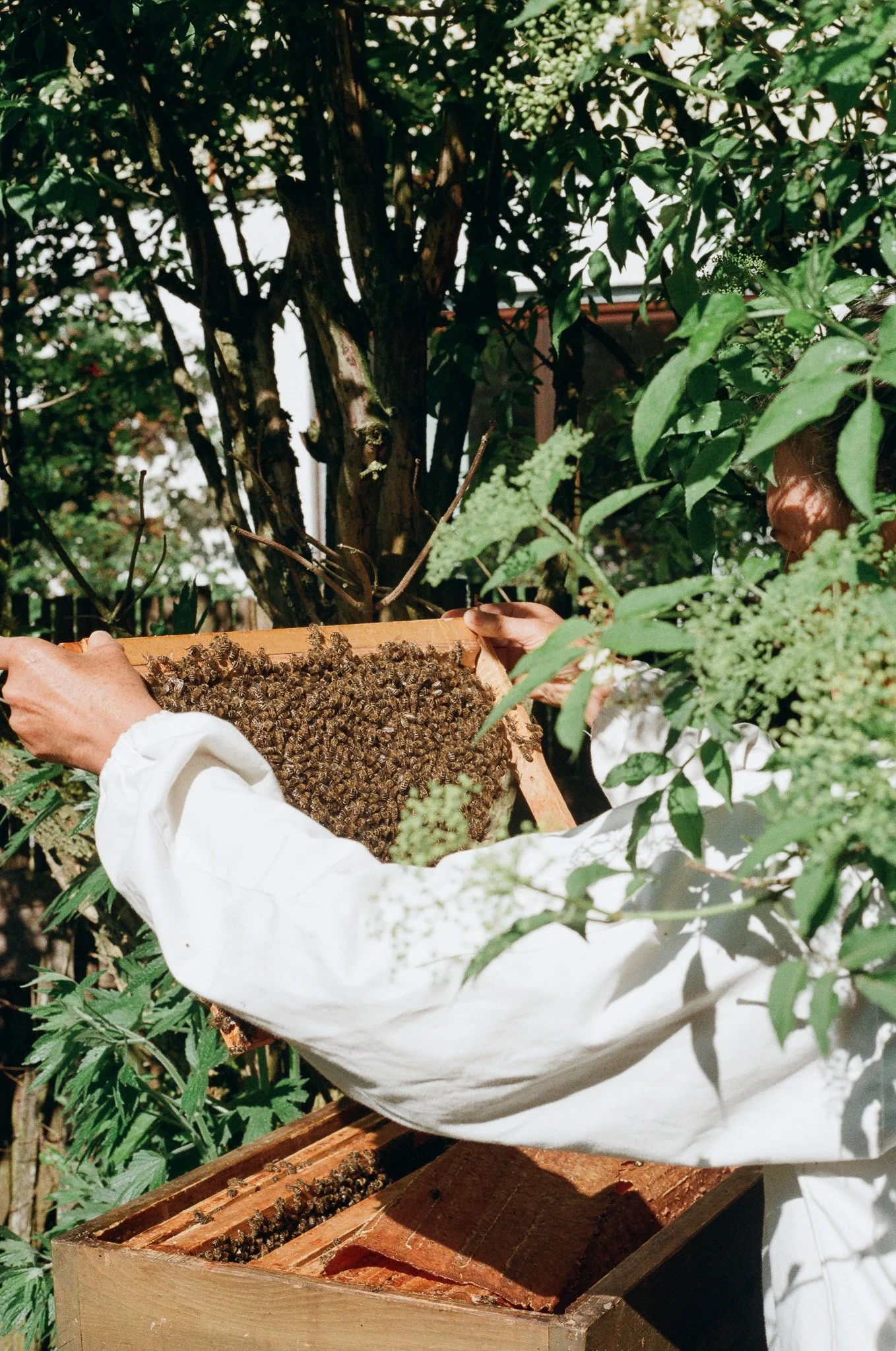 Person inspecting a beehive with bees on a framed honeycomb outdoors amidst green foliage.