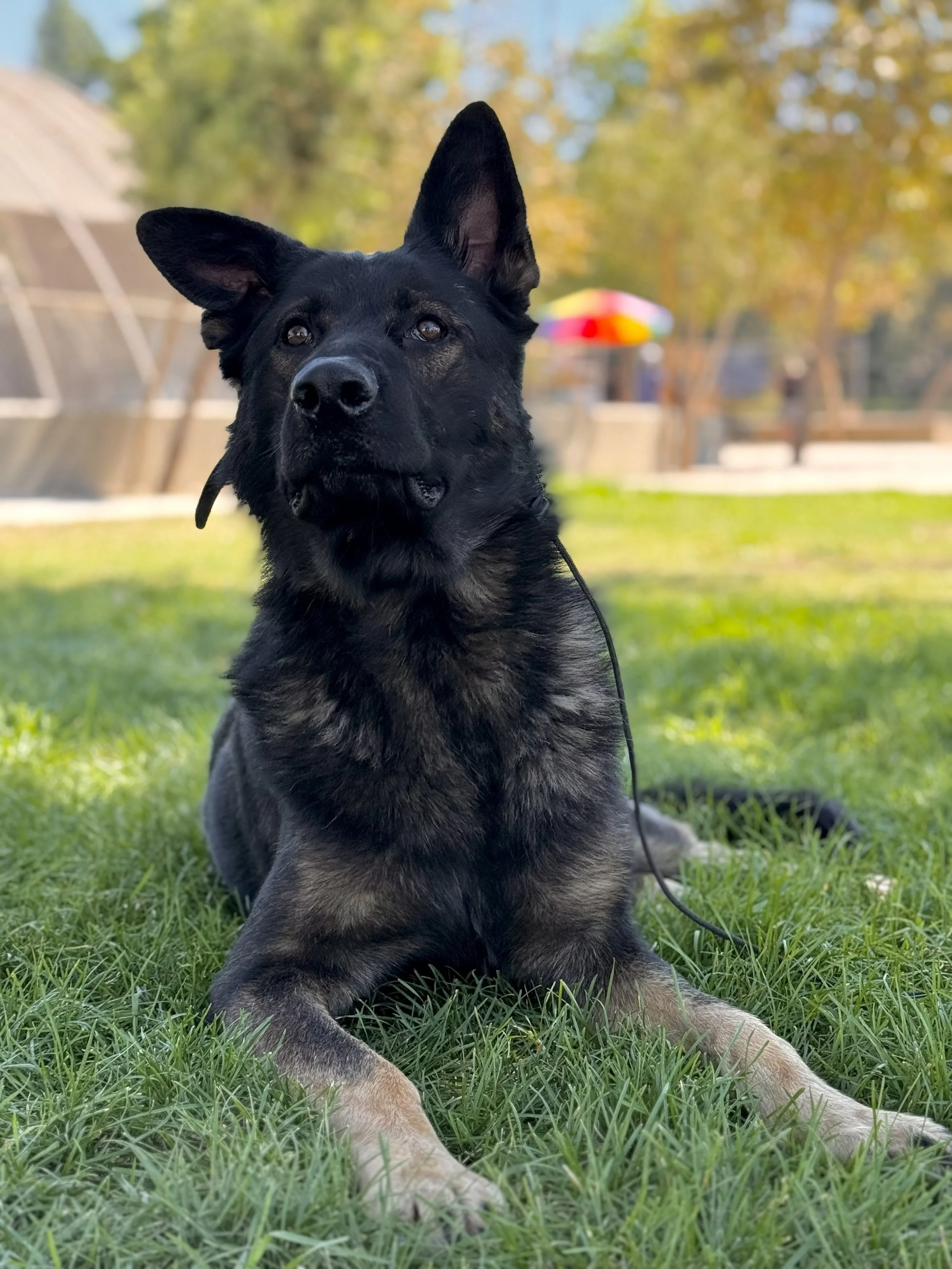 A black and tan German Shepherd puppy sitting on a grassy field with trees and a colorful umbrella in the background.