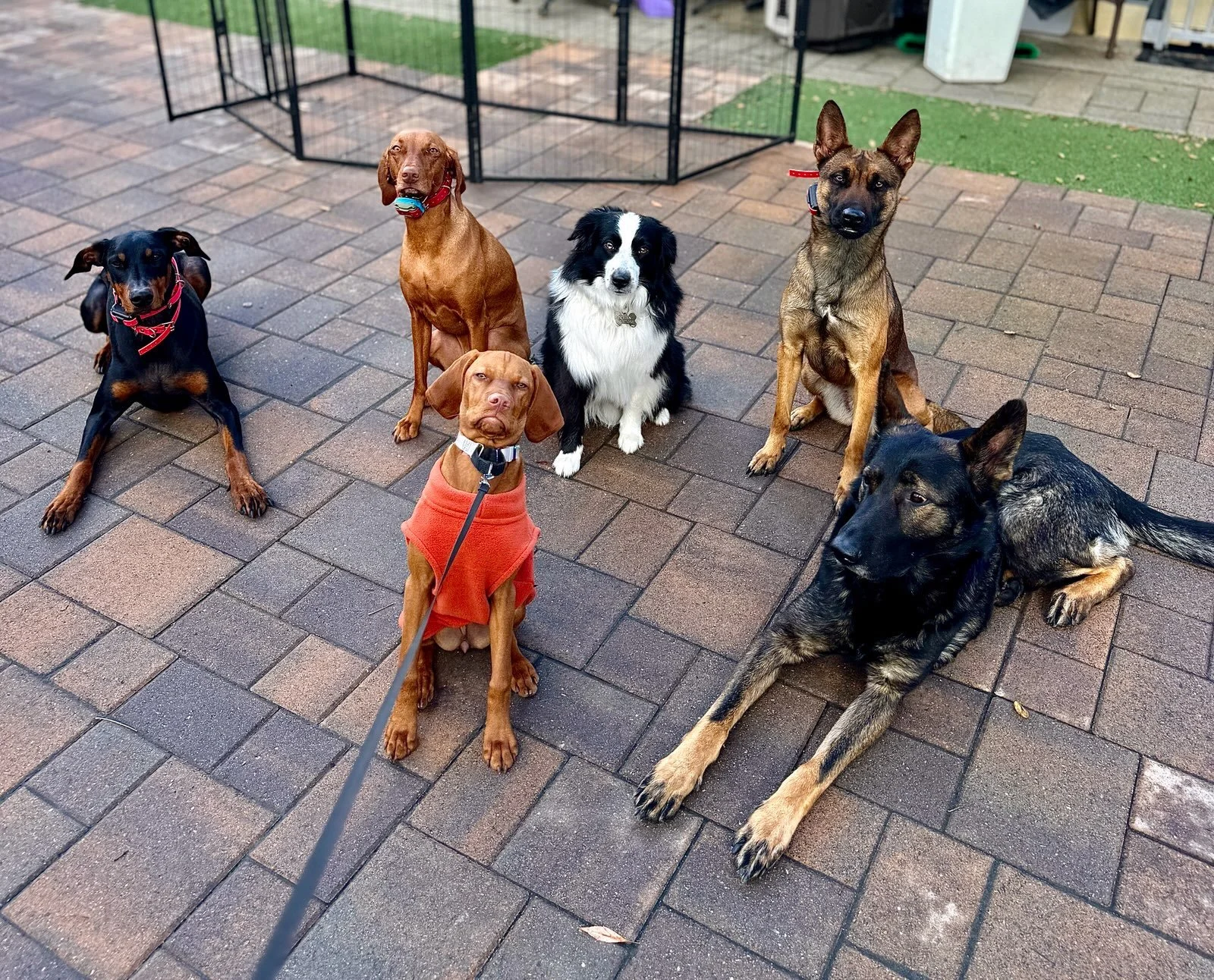 Group of seven dogs sitting and lying on a brick patio, with a dog crate and outdoor furniture in the background.