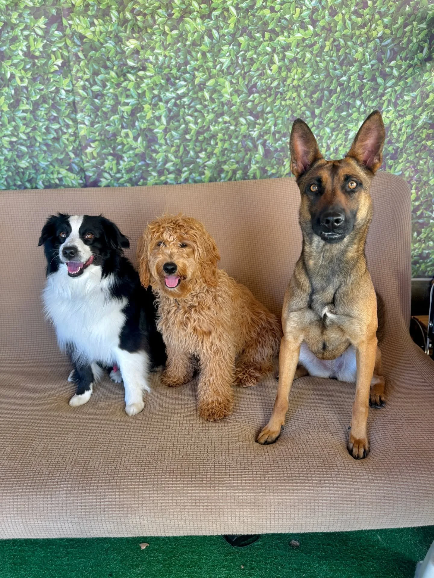 Roman, Archie and Kenny just hanging out. 

*Passion Canine - where dogs come to make friends*😁 

Kenny and Roman have been helping Archie face his fears through engaging play while still reinforcing good recall habits. Older dogs mentoring the youn
