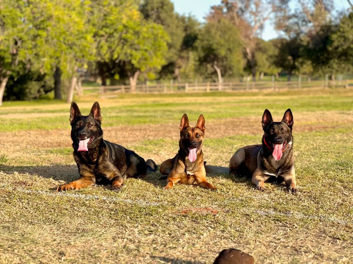 Having a fun day out with these pointy eared dogies. 
Rowan. Kenny. Yummy Bear