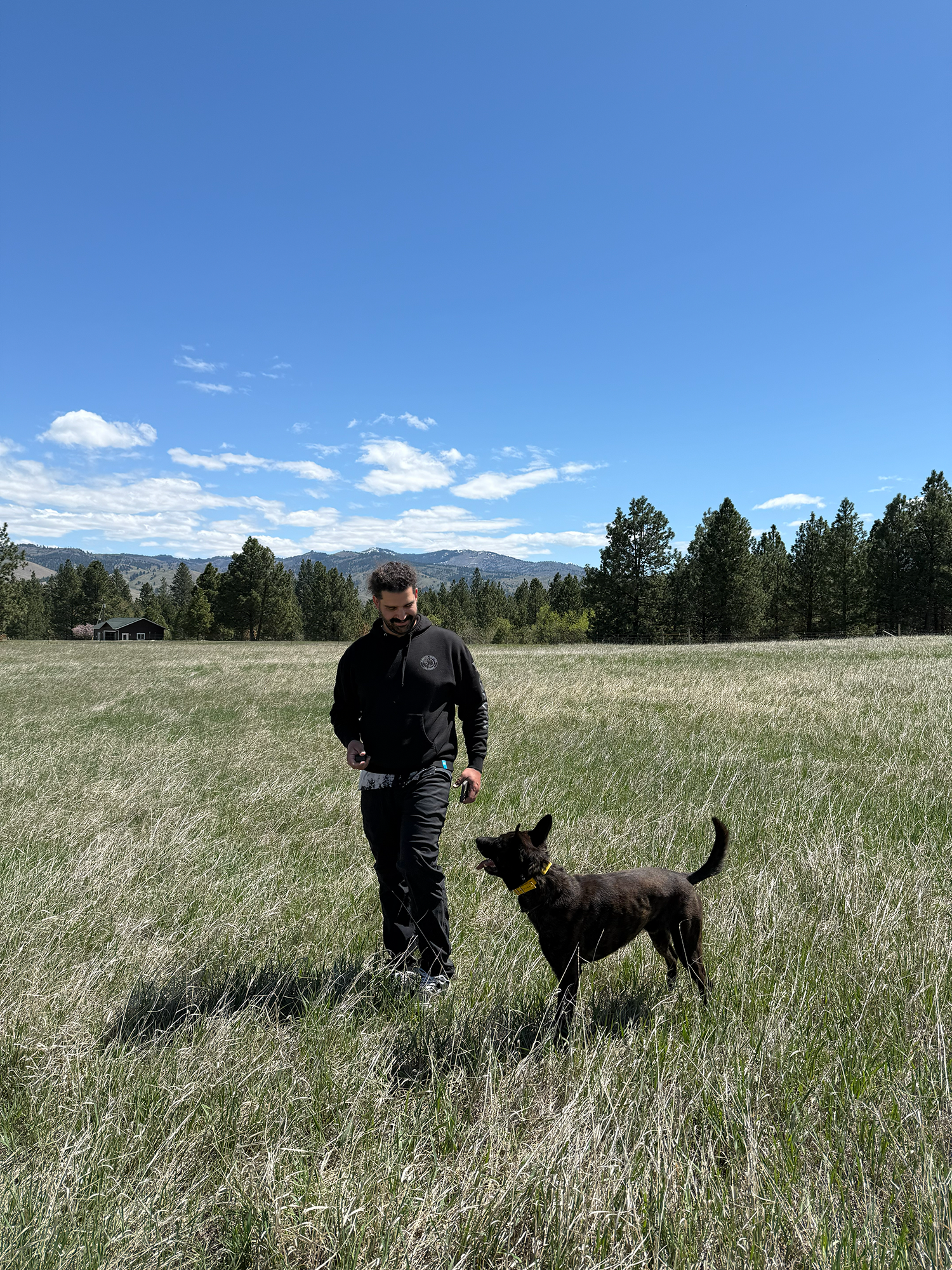 A man walking a black dog in a grassy field with trees and mountains in the background on a clear, sunny day.