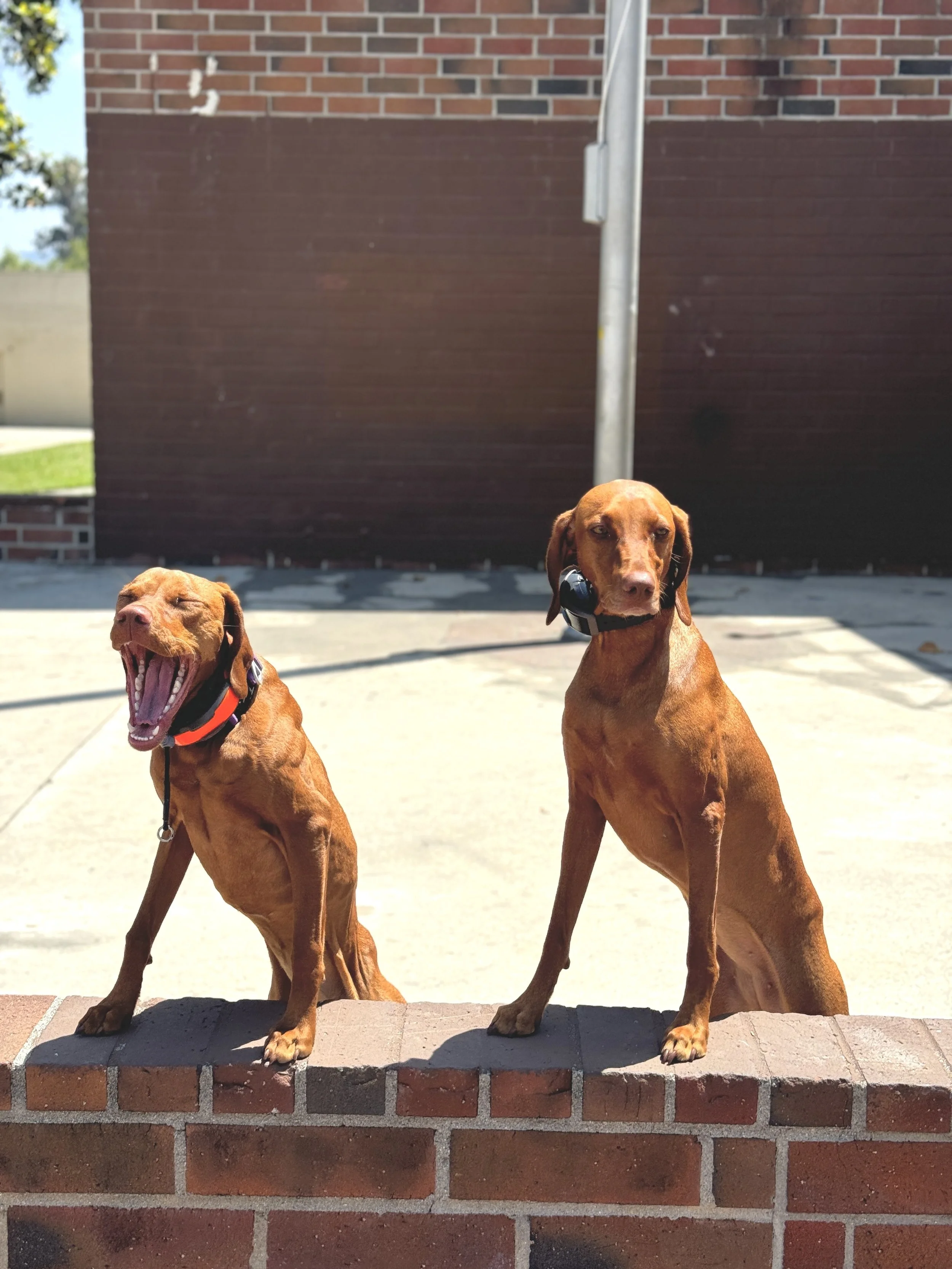 Two brown dogs standing on a brick ledge in front of a brick wall, with one dog yawning and the other looking straight at the camera.