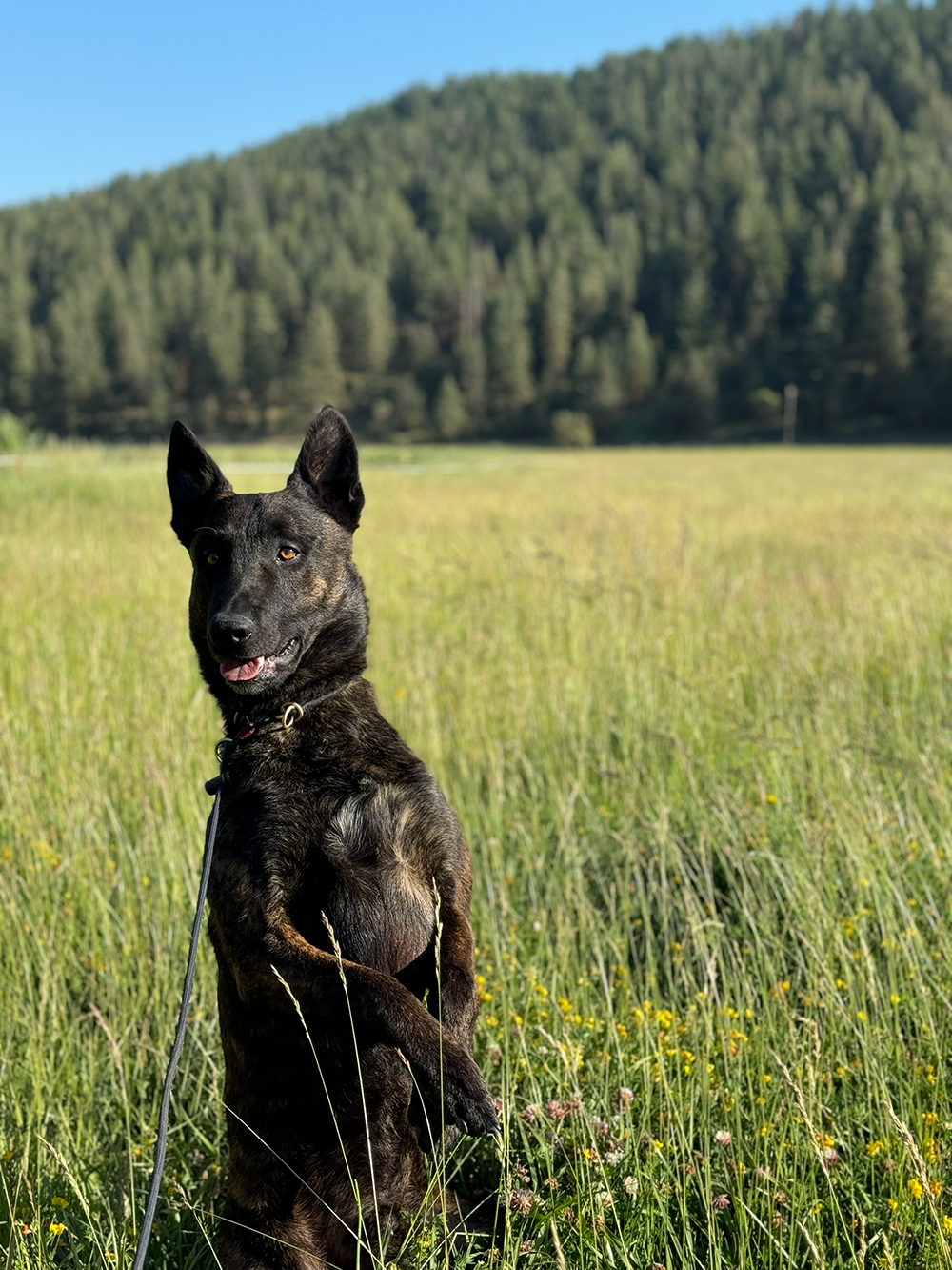 A black and brindle-coated dog standing on its hind legs in a grassy field with mountains and a clear blue sky in the background.