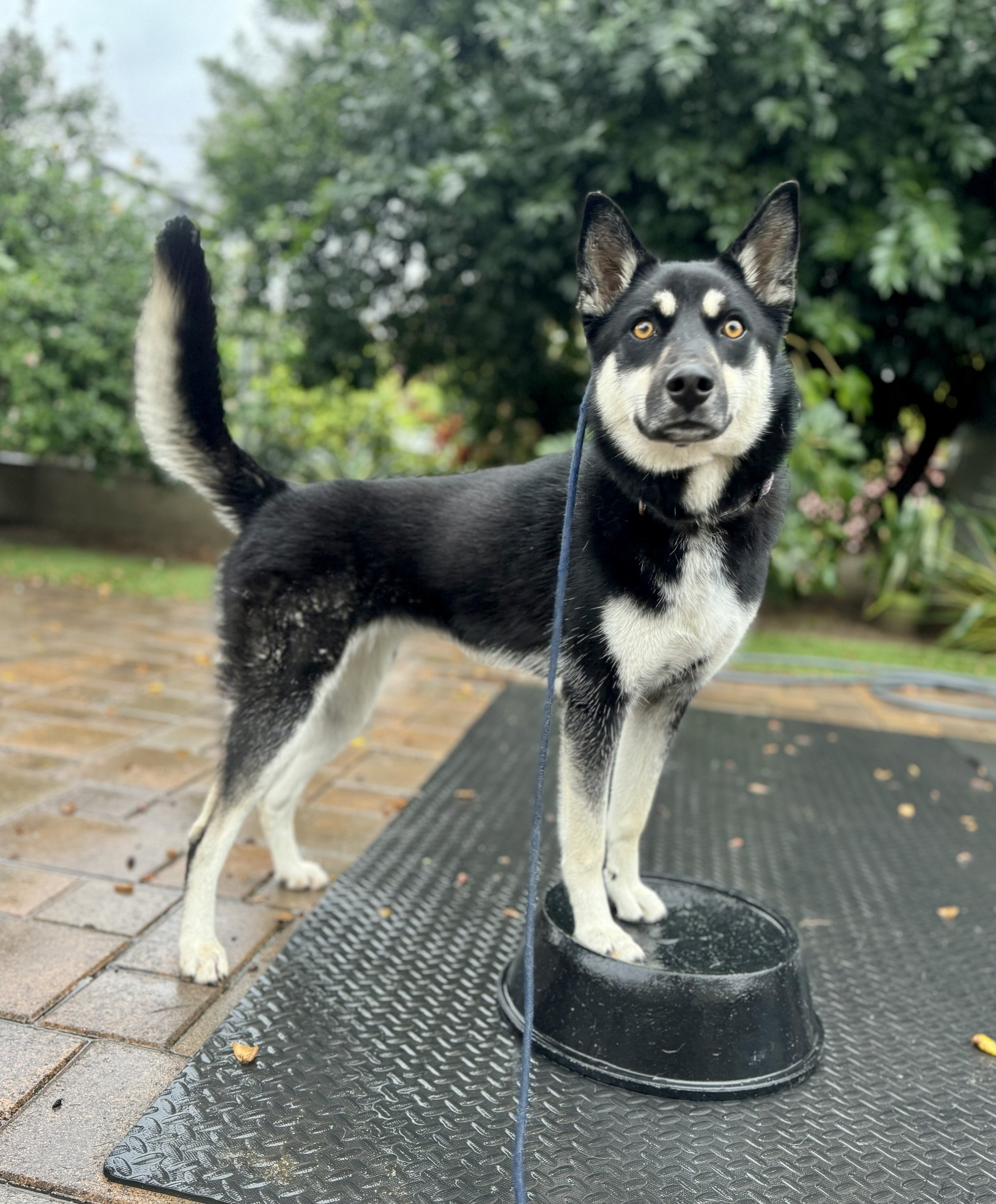 A black and white Siberian Husky standing on a black textured mat outdoors, with green trees and plants in the background. The dog is on a leash attached to a collar, and is looking at the camera.