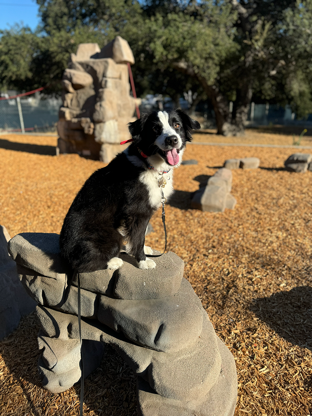 A black and white dog sitting on a rock in a park with trees and a rock sculpture in the background.