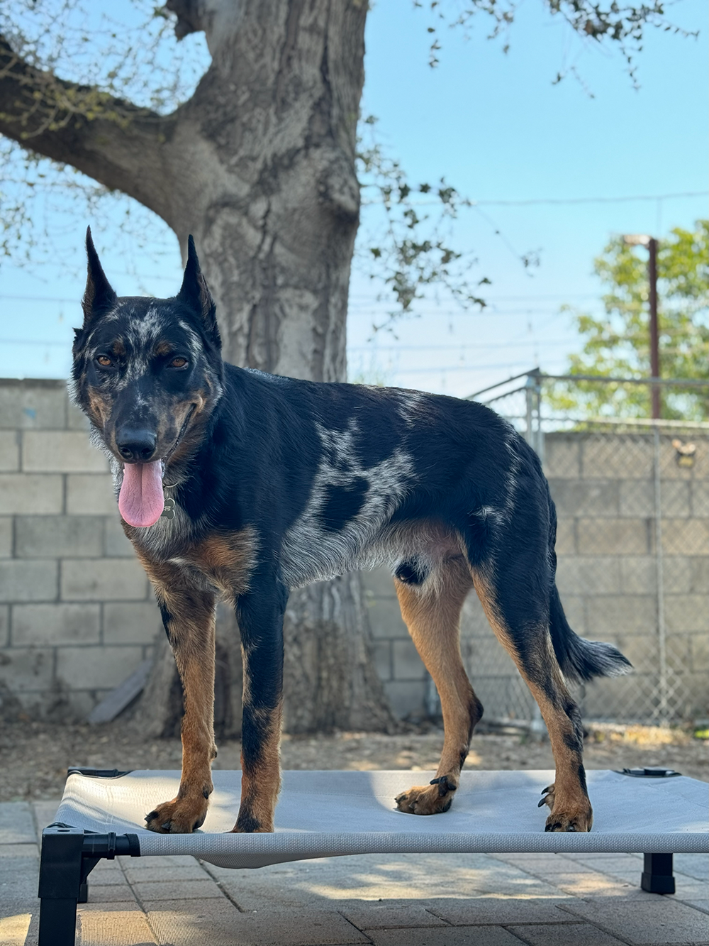 A mixed breed dog with black, white, and brown fur standing on a raised outdoor platform, with a tree, brick wall, and blue sky in the background.