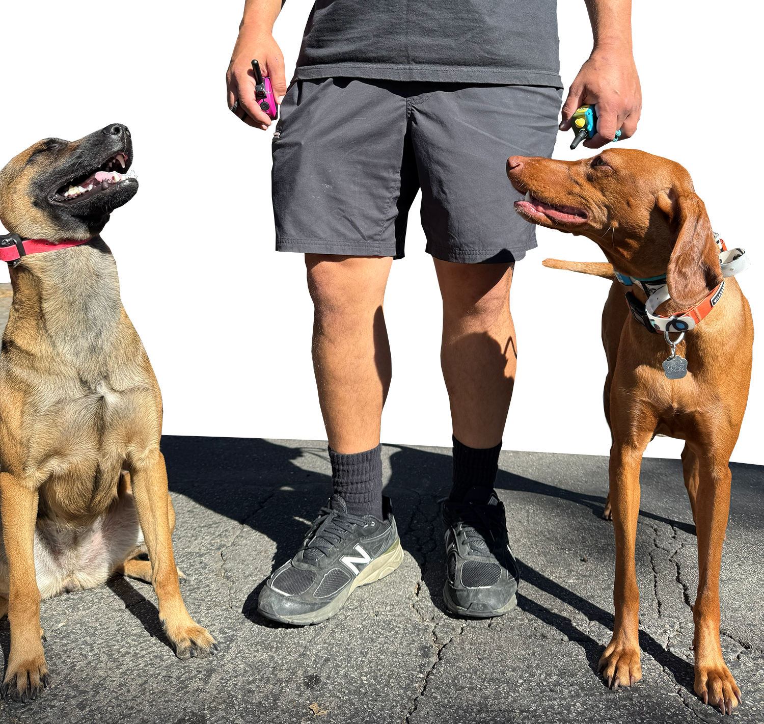 A person standing outdoors on pavement, holding a colorful dog treat dispenser in each hand, with two large dogs on either side looking up at the person and smiling.