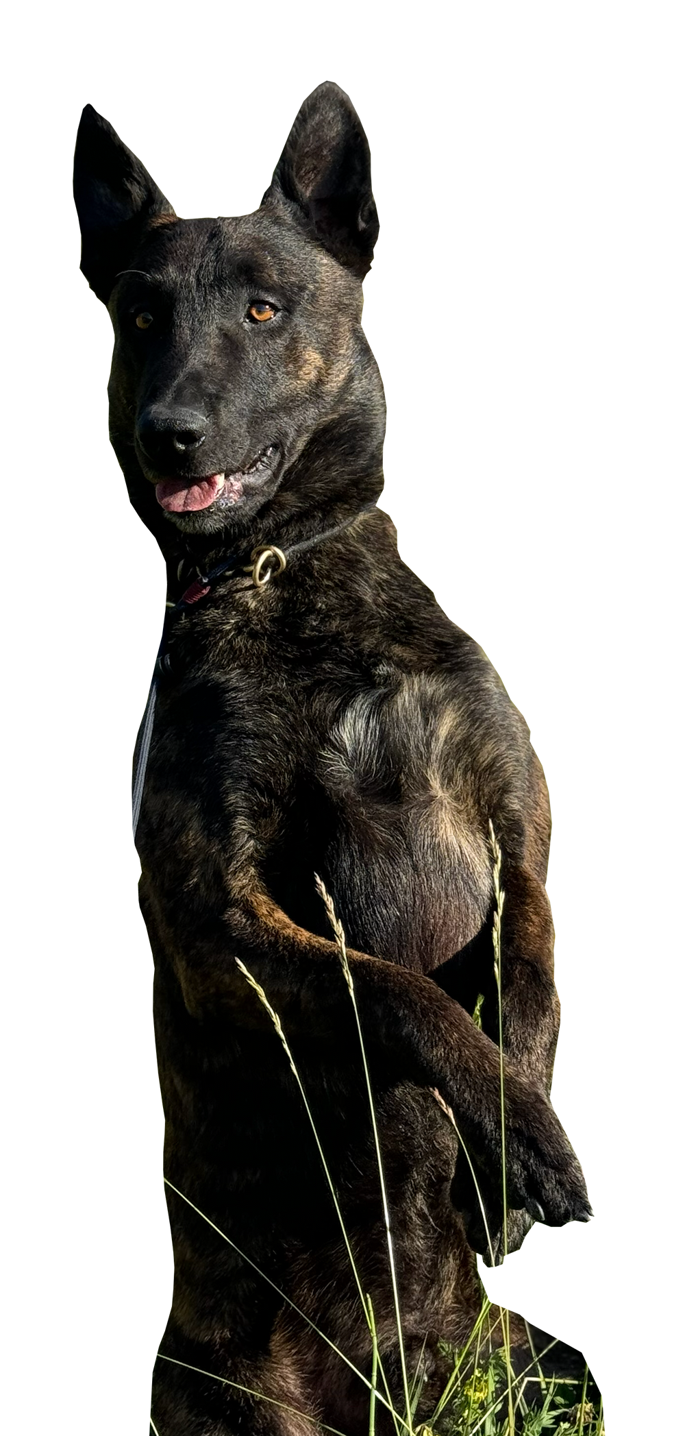 A black brindle dog with tan eyes, sitting outdoors in grass in a field, with a black background.