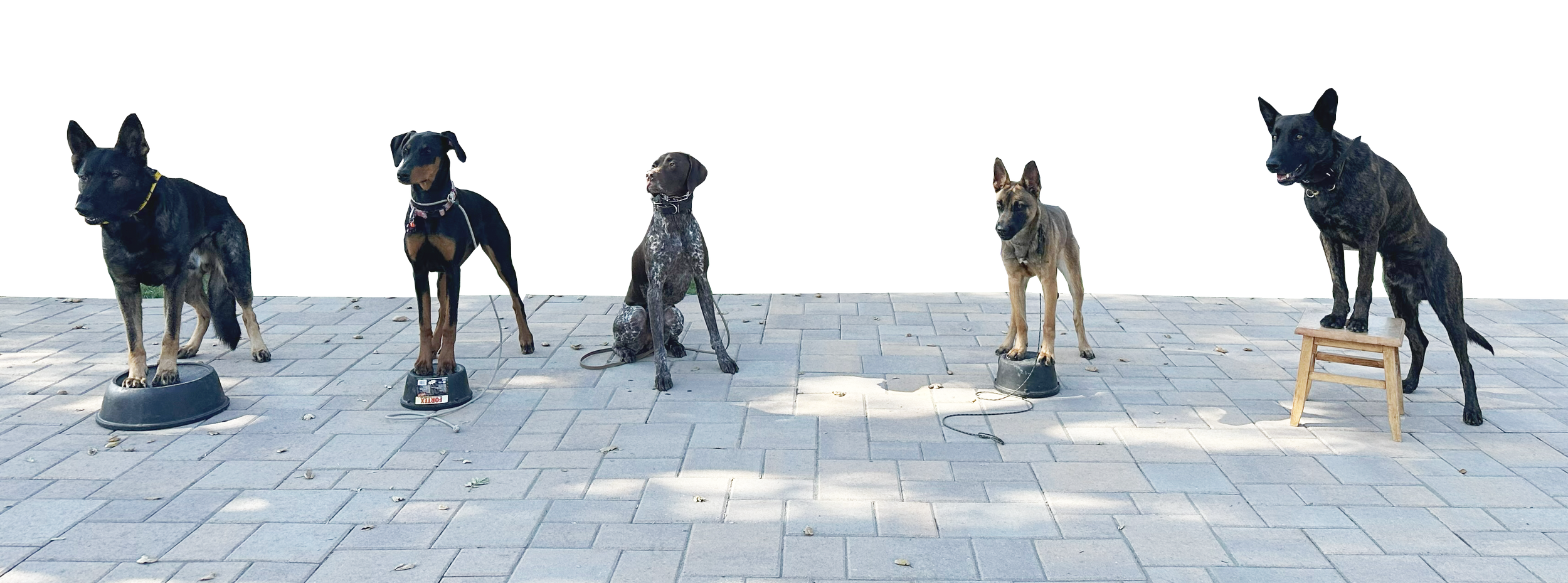 Six dogs of different breeds sitting or standing on a paved surface in front of a white fence, with some dogs on raised platforms or stools.