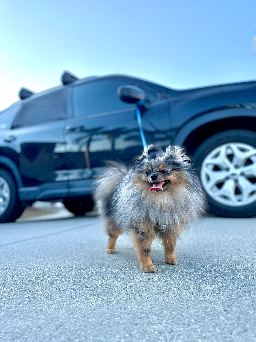 Small fluffy dog with gray, black, and tan fur standing on pavement near a dark-colored car, with a leash attached.