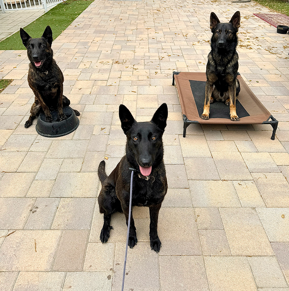 Three German Shepherd dogs outdoors on a paved patio. The dog in the foreground is sitting and on a leash, the one on the left is sitting with a water bowl, and the dog on the right is sitting on a raised bed.