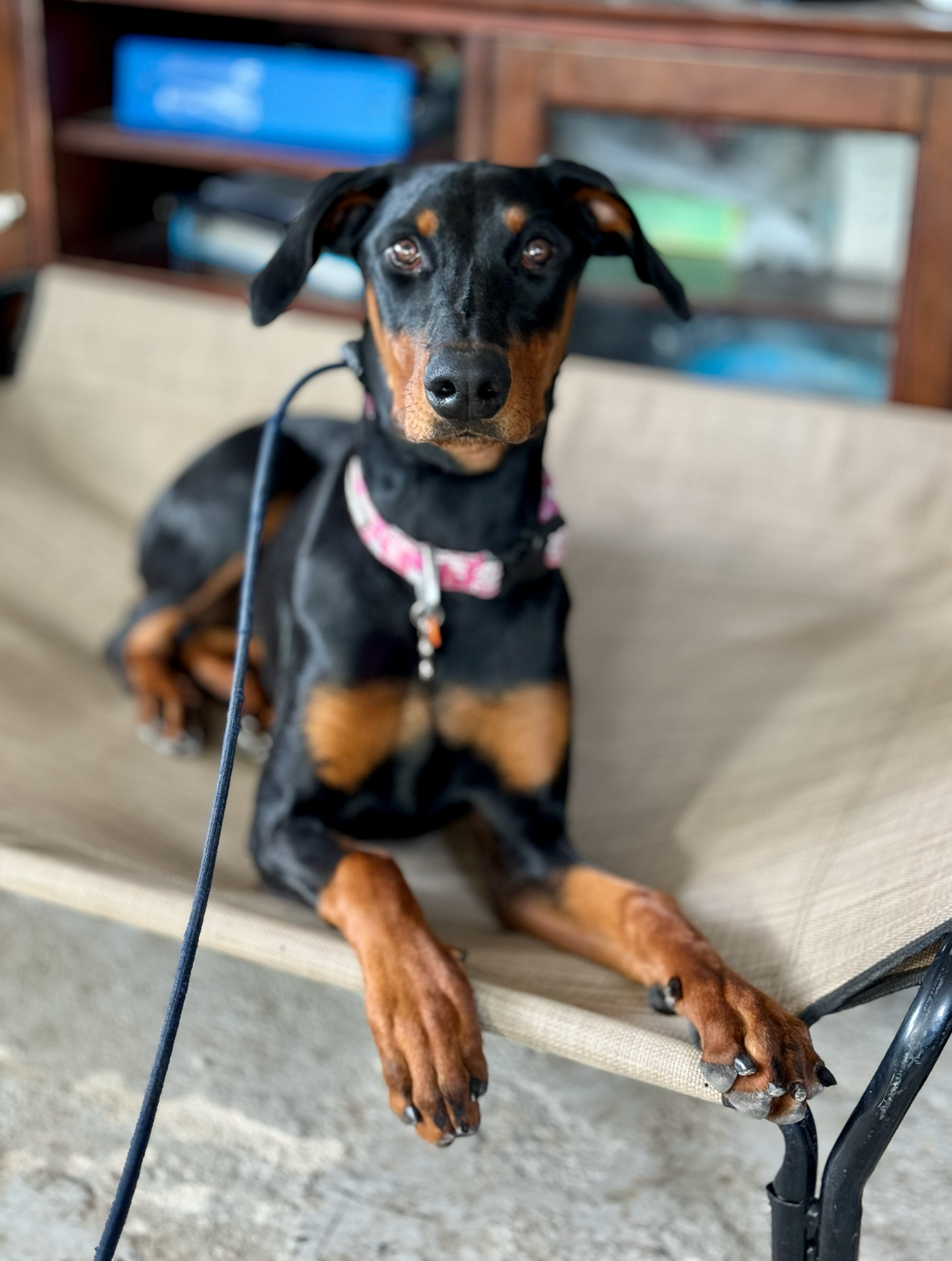 Kaia - 6 Week Board + Train: Worked on pulling on leash, walk command, e-collar, ect. 