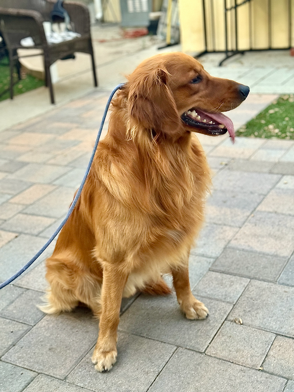 Golden retriever dog sitting on a stone patio with a leash, panting with tongue out, in a backyard setting.