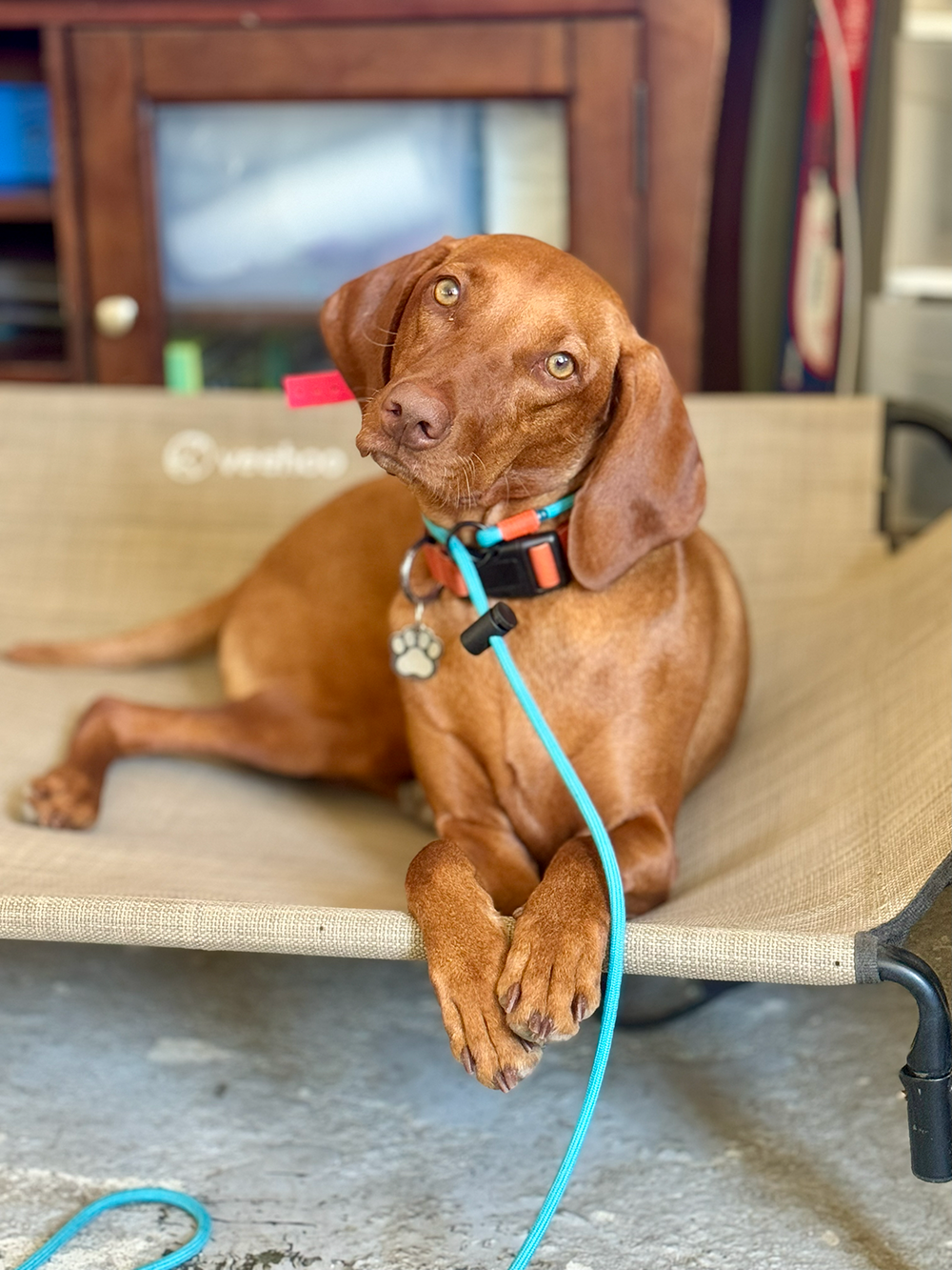 A brown dog lying on a beige outdoor lounge chair with a leash and collar, looking at the camera with alert eyes.