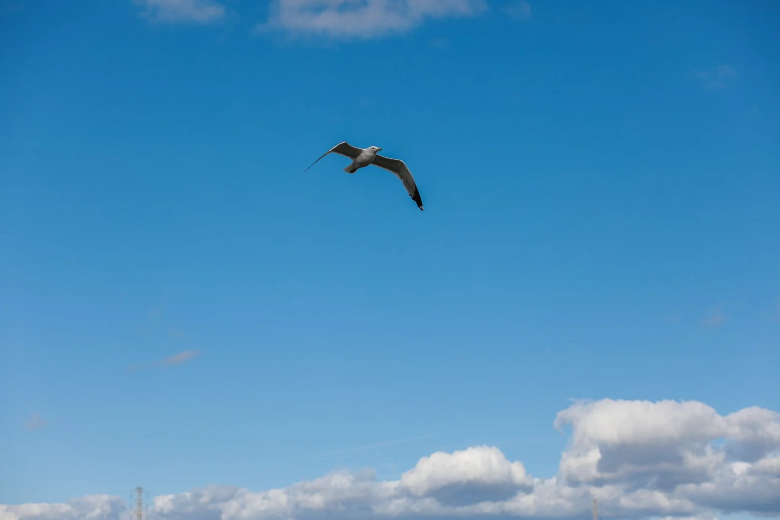 Seagull- Foster City.jpg
