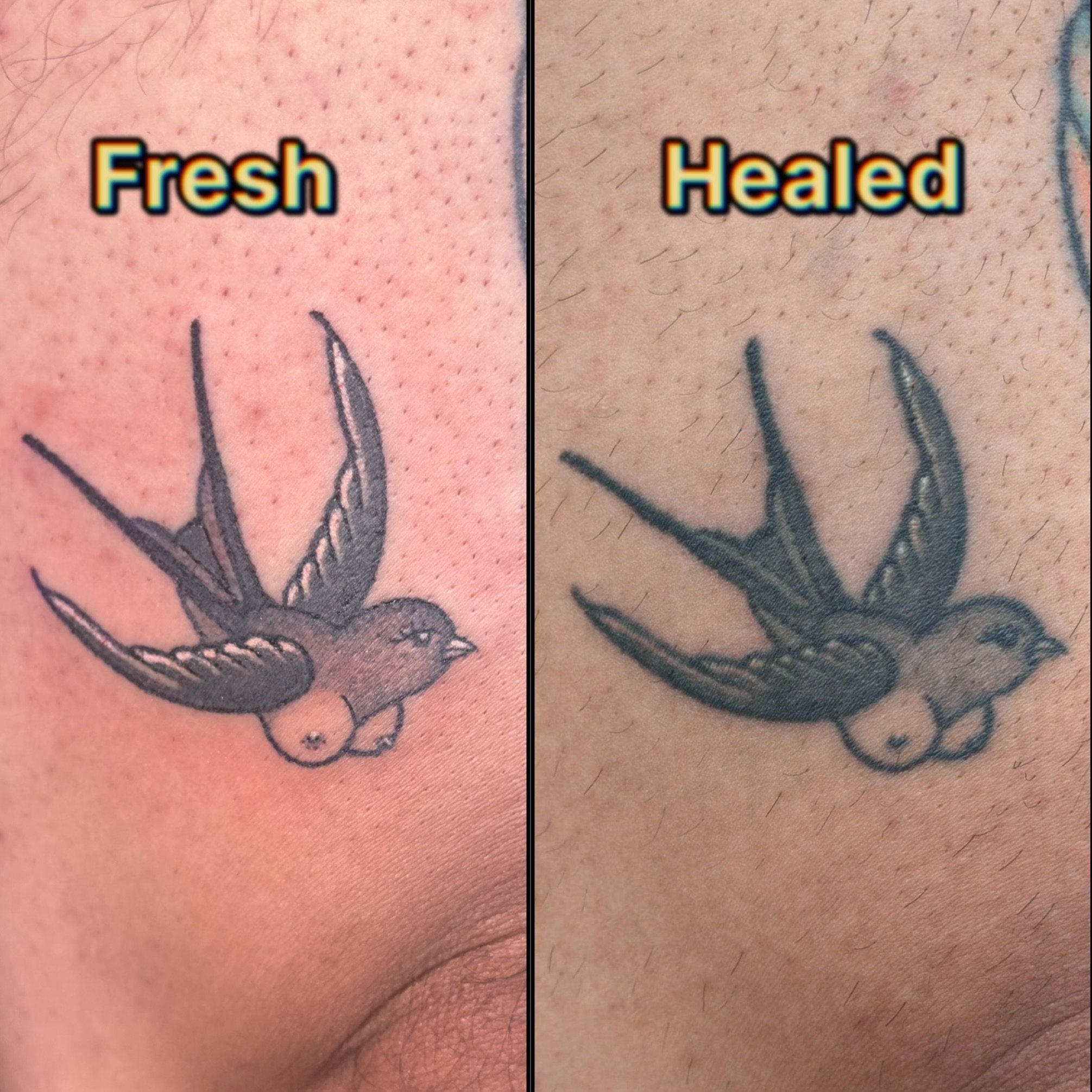 Fresh vs healed?  handpoked swallow inspired by an iconic Stoney St. Clair design. A bird with boobs? Absolutely. Classic tattooing has always had a weird sense of humor.

Part of why I love vintage tattoo imagery is that it&rsquo;s often strange, pl