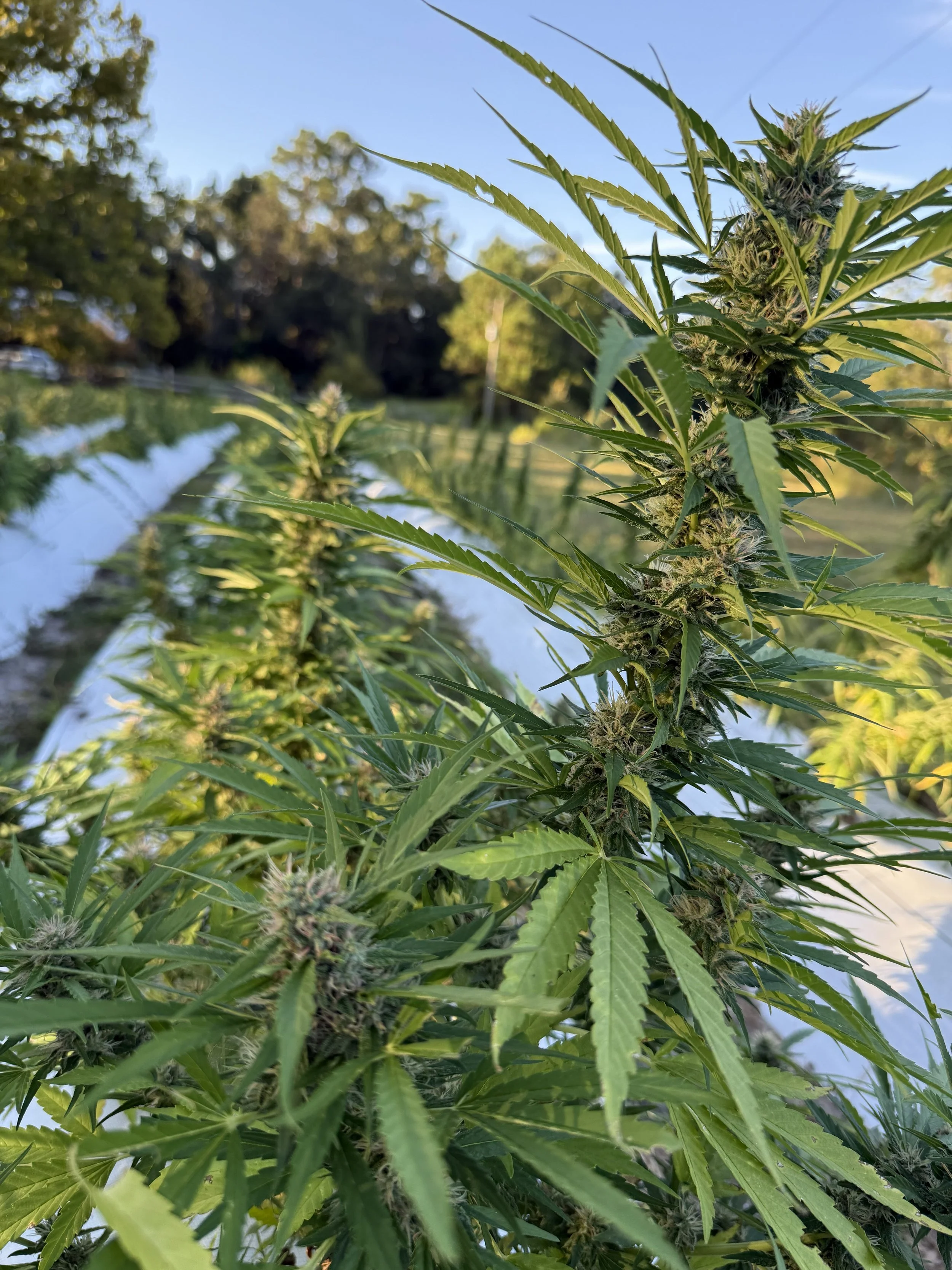 Image of hemp plants flowering in a field