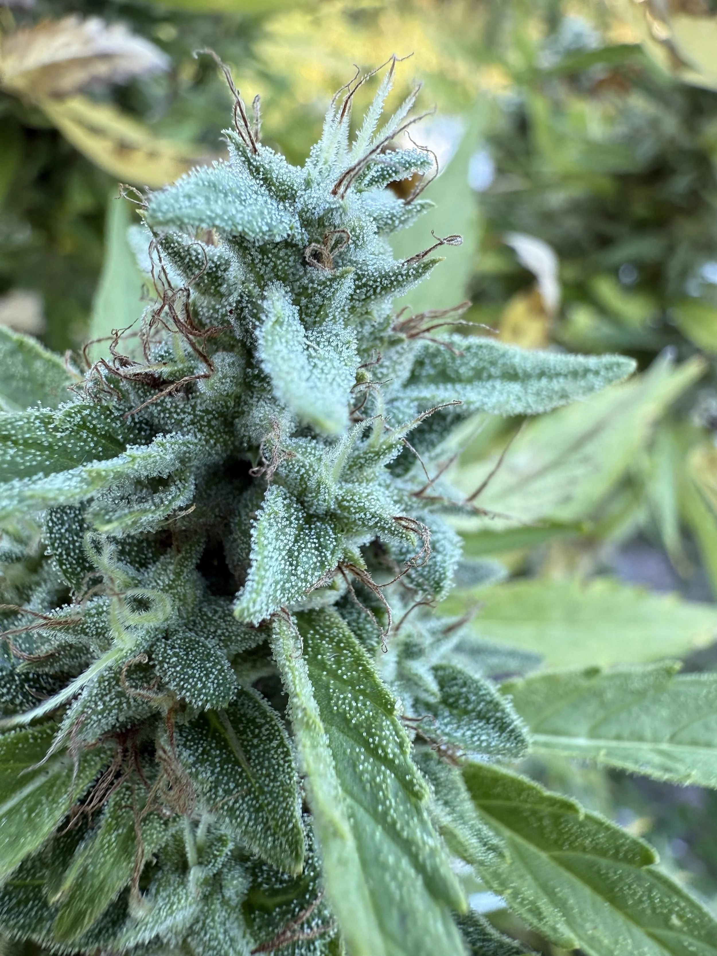 Image of a flowering hemp plant produced by the Gainesville Green Team