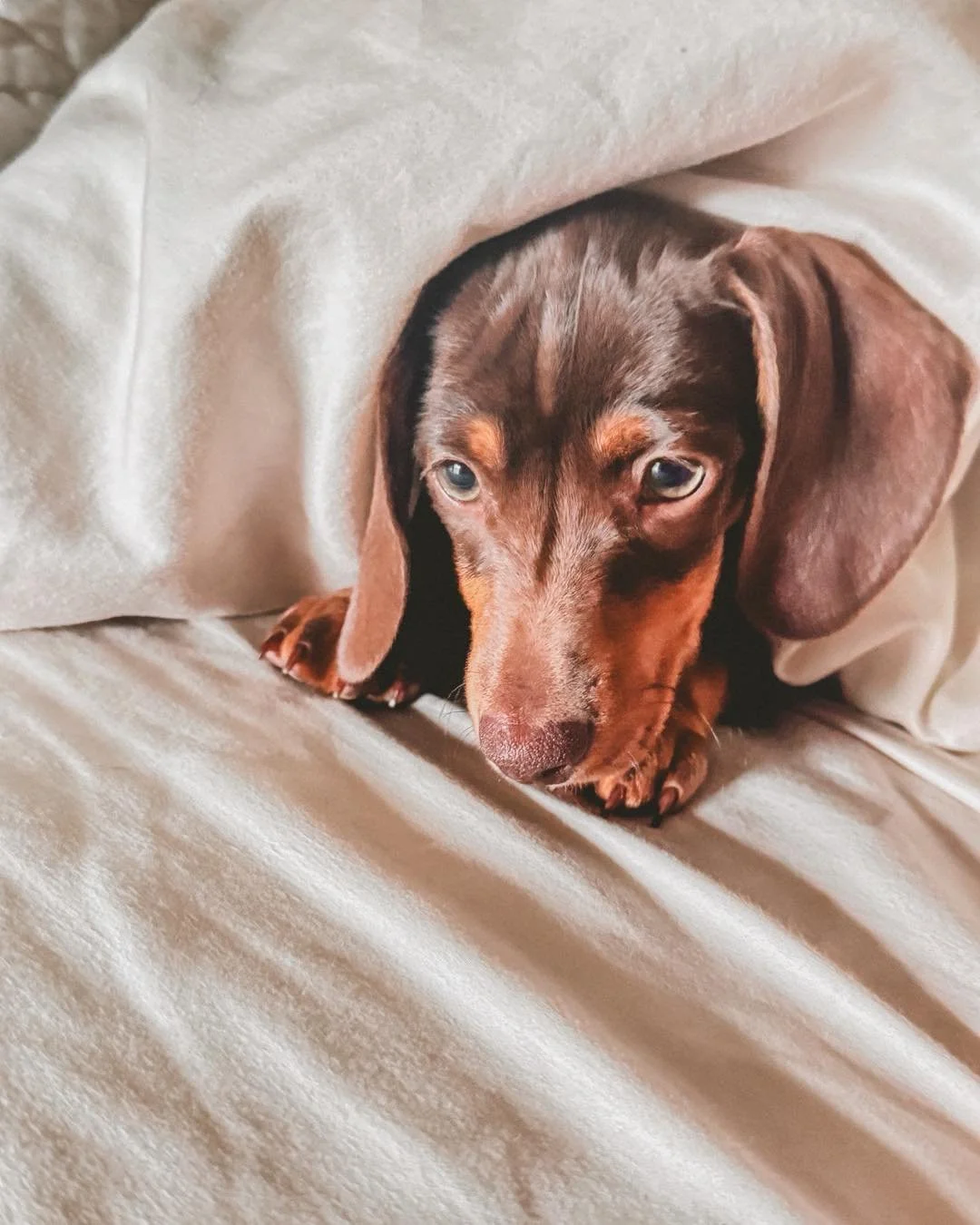 Saturday snuggles with this sweet bebe 🐶💕
.
.
.
#dauchshundsofinstagram #dauchshundpuppy #dauchshundpuppy #puppysnuggles #dogsofinstagram #slowsaturday #homesteadlife #hillsideharvestfarms