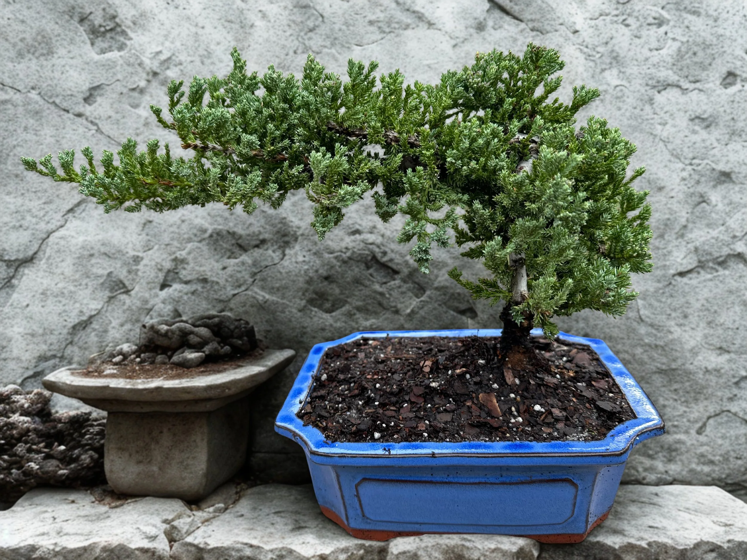 9-Year-Old Juniper Bonsai Tree