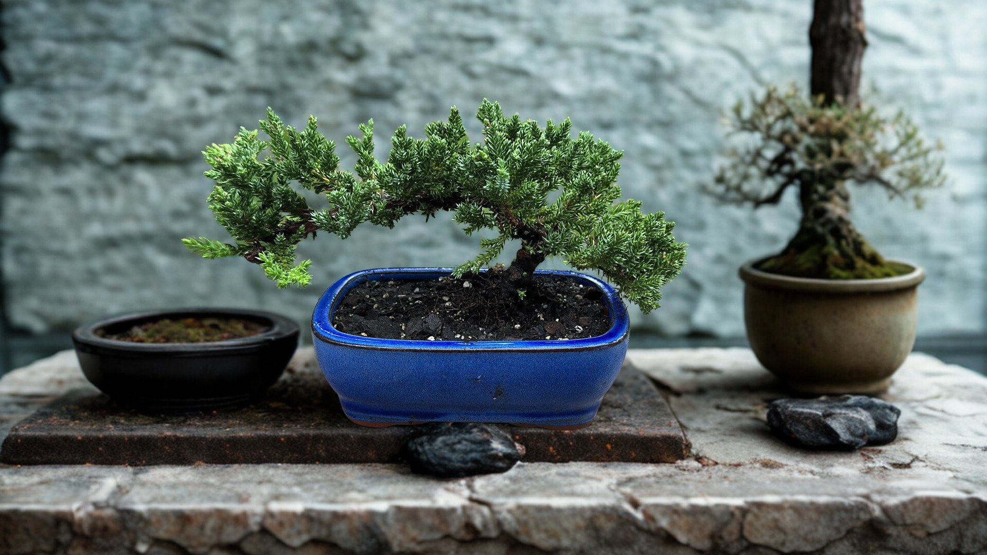 3-Year-Old Juniper Bonsai Tree with samll ceramic pot
