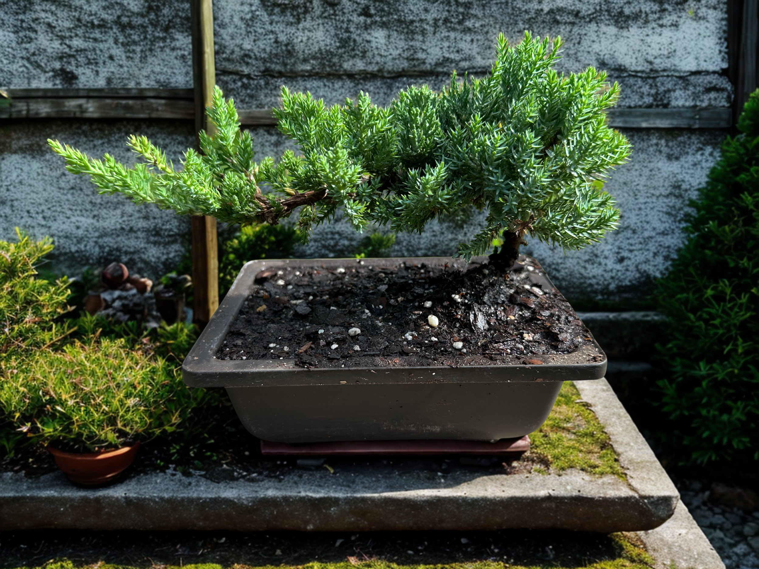 3-Year-Old Juniper Bonsai Tree