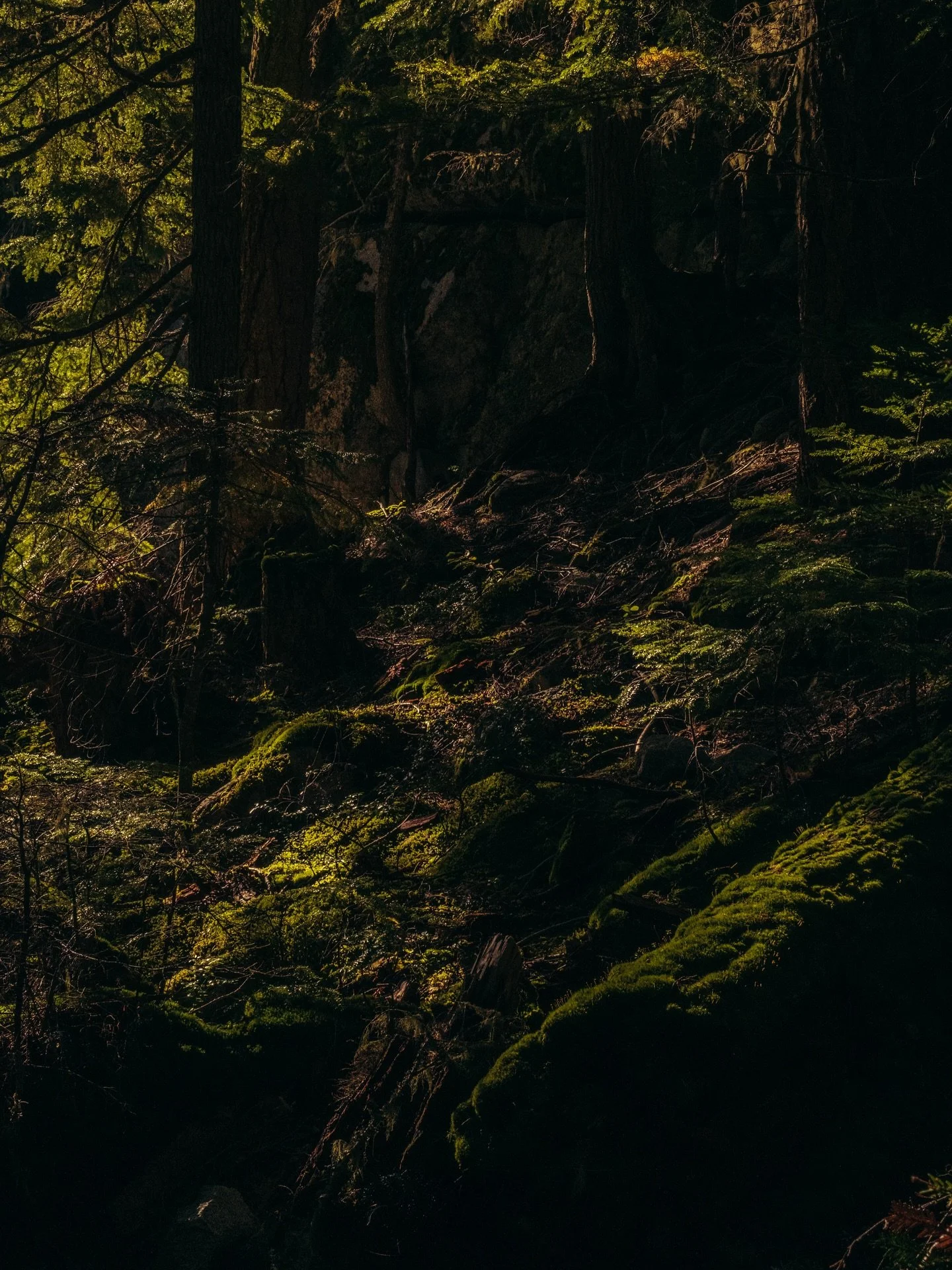 happy fall everyone ⭐️ 

we know we&rsquo;re a little late to saying that, but we&rsquo;ve been so very busy over here! from finishing up some stunning web builds to starting new ones, rainy content days, working on 2026 strategies for clients, propo