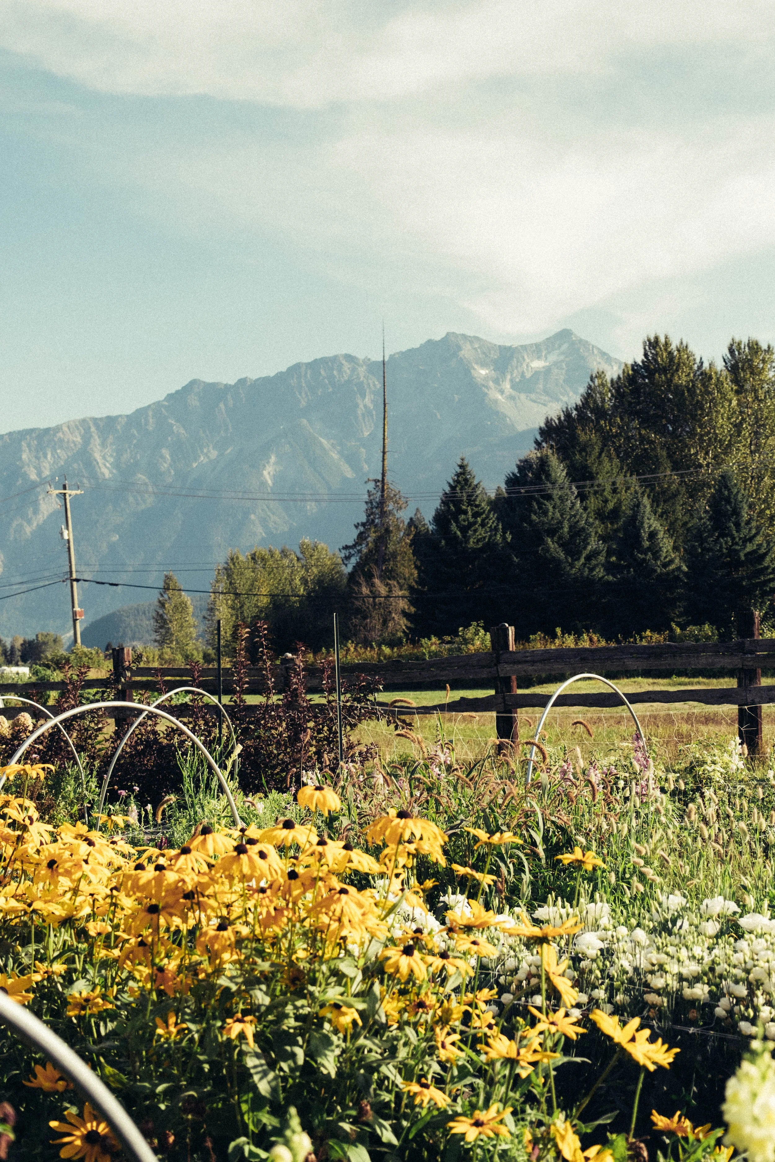 A scenic view of a garden with yellow and white flowers, surrounded by green trees and a wooden fence, with mountains in the background under a partly cloudy sky.