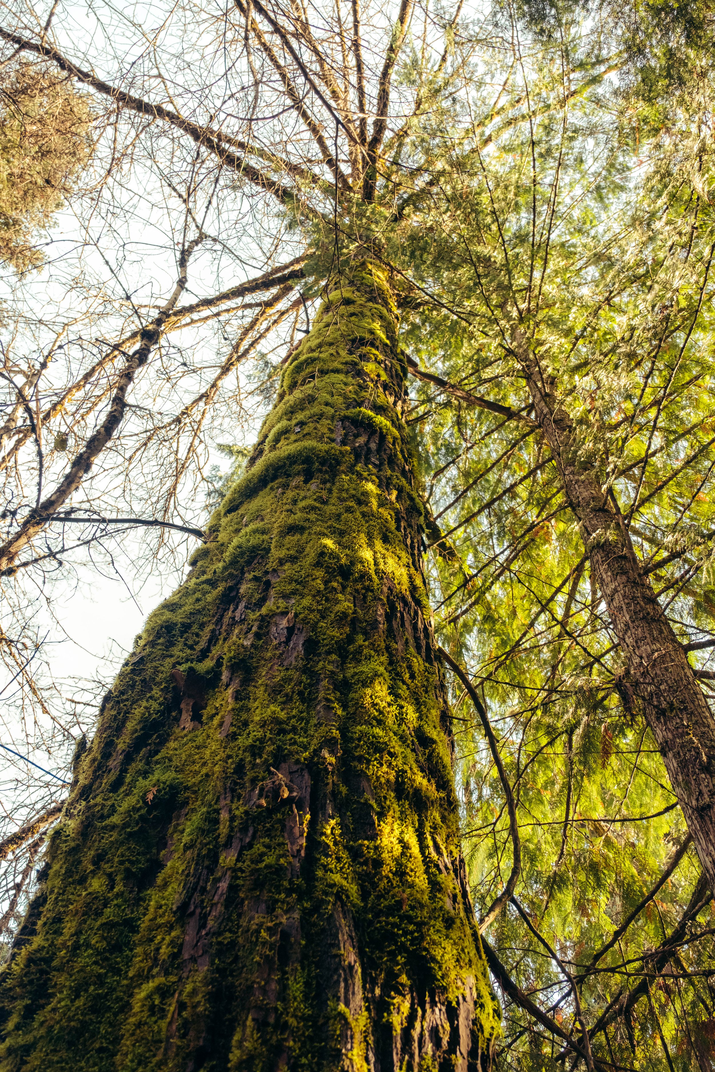 A tall tree covered in moss viewed from below in a forest with sunlight filtering through the surrounding trees.